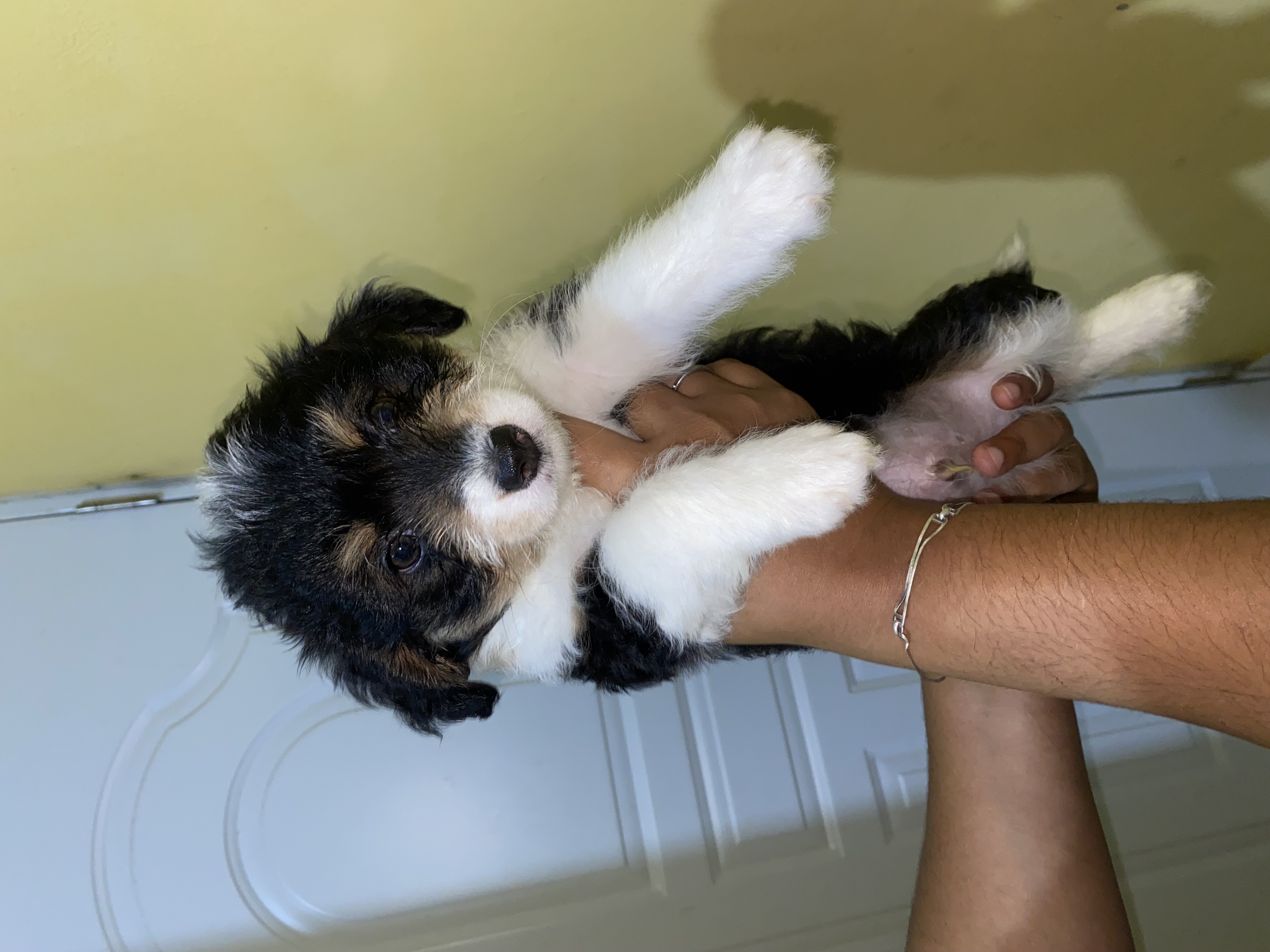 animales y mascotas - Mix de mini Poddle y shipoo  3