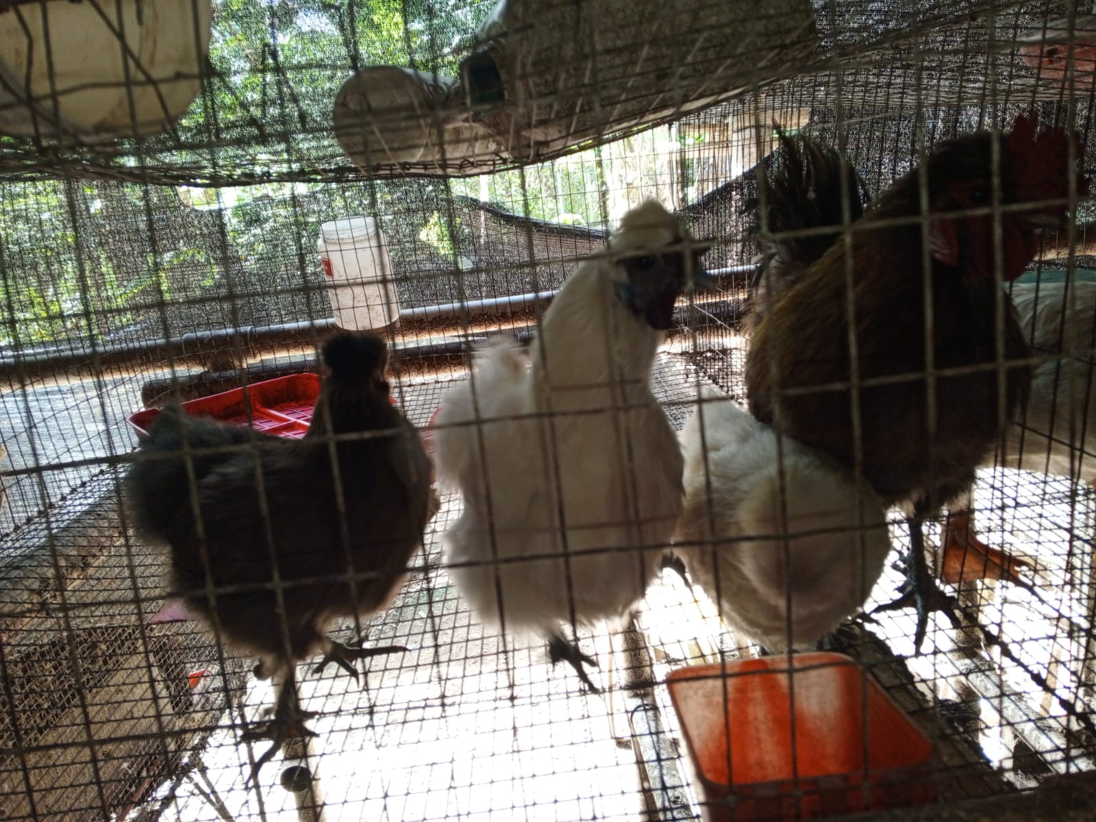 animales y mascotas - Gallinas por pares 0