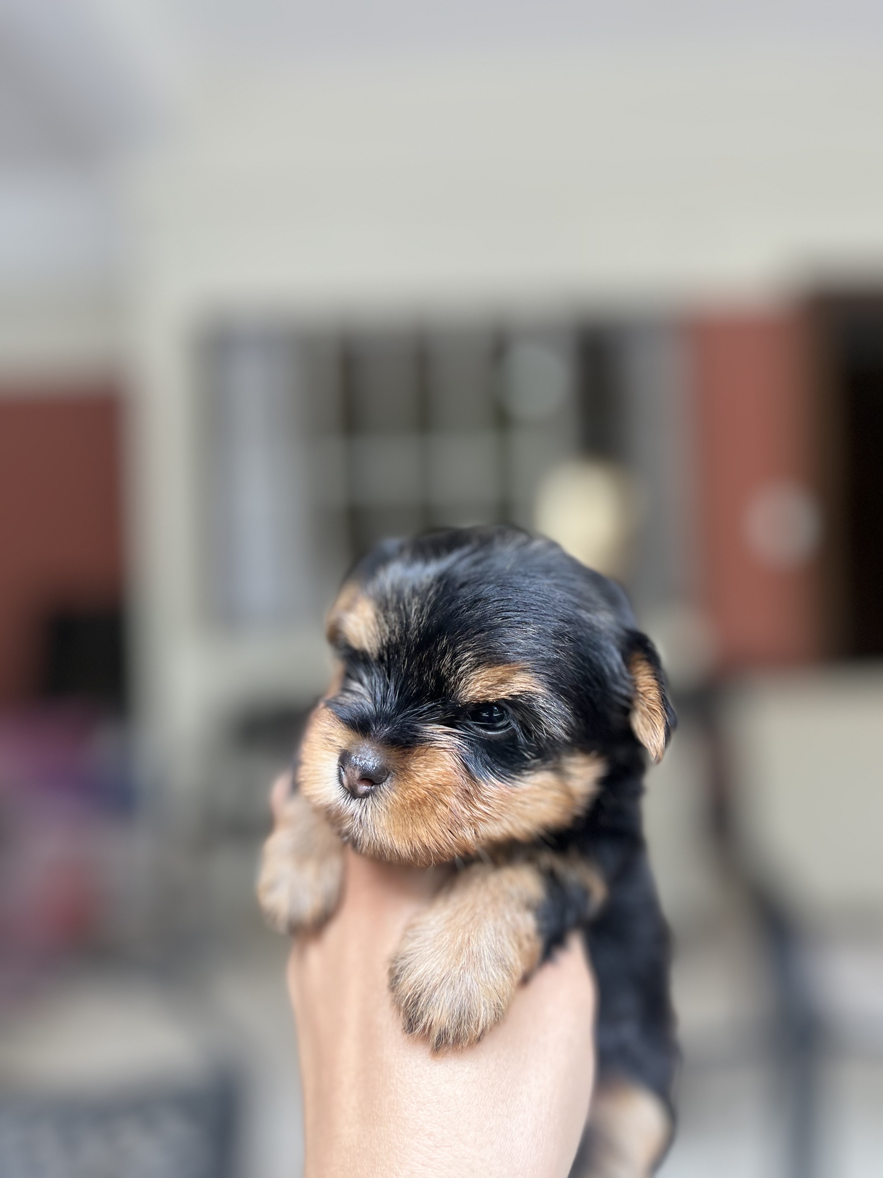 animales y mascotas - yorkie mini con pedigree 2
