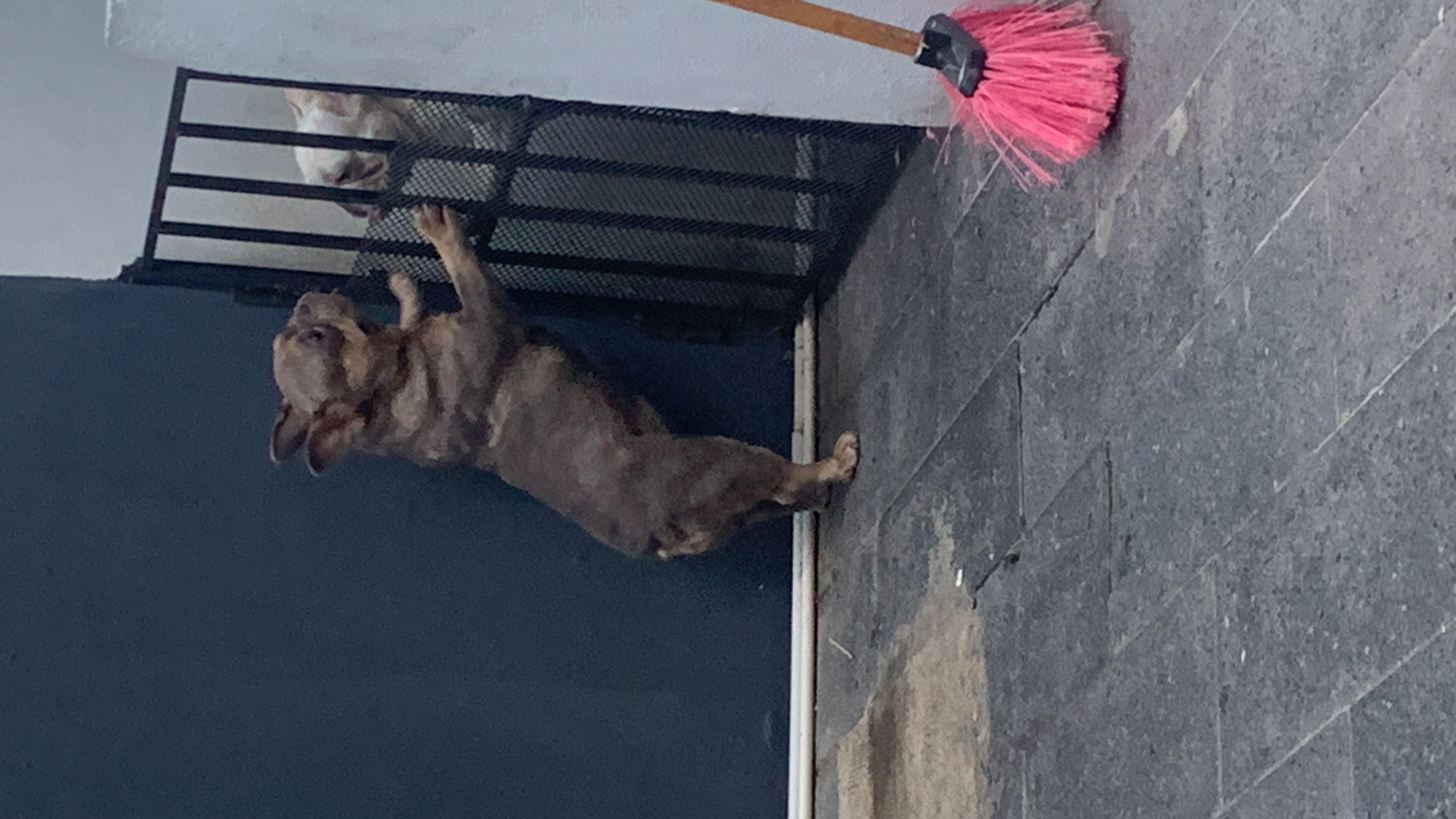 animales y mascotas - Vendo bulldog Francés hembra de 2 años  0