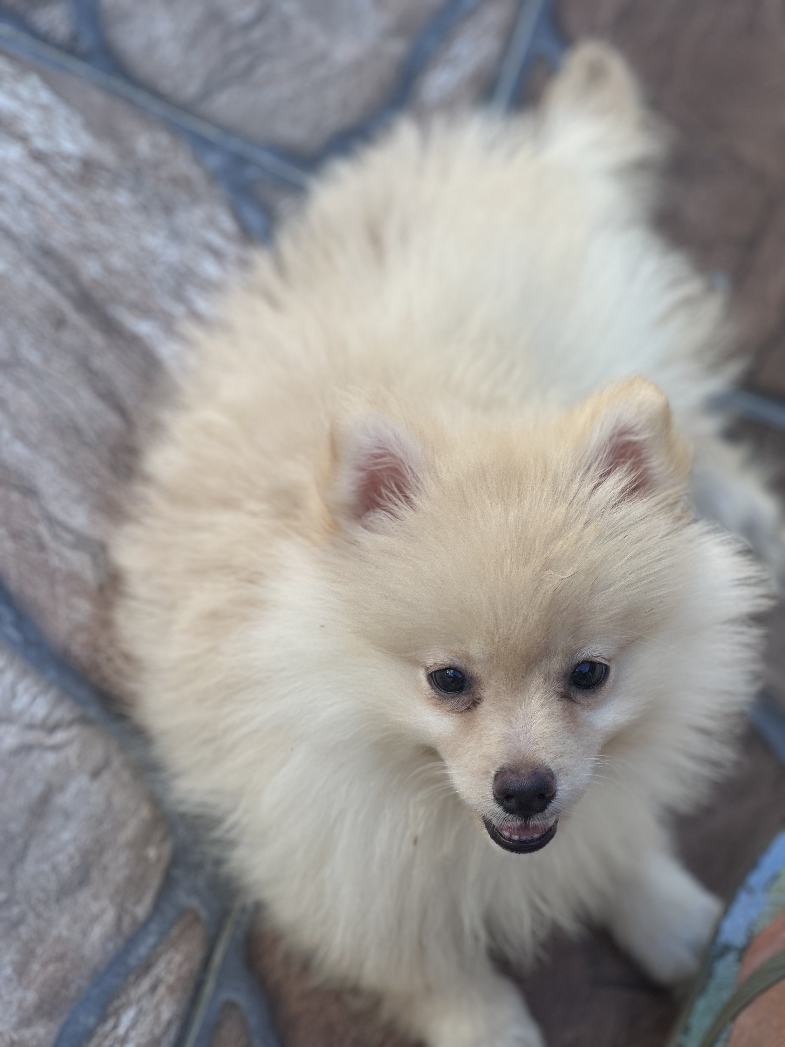 animales y mascotas - pomerania hembra 1