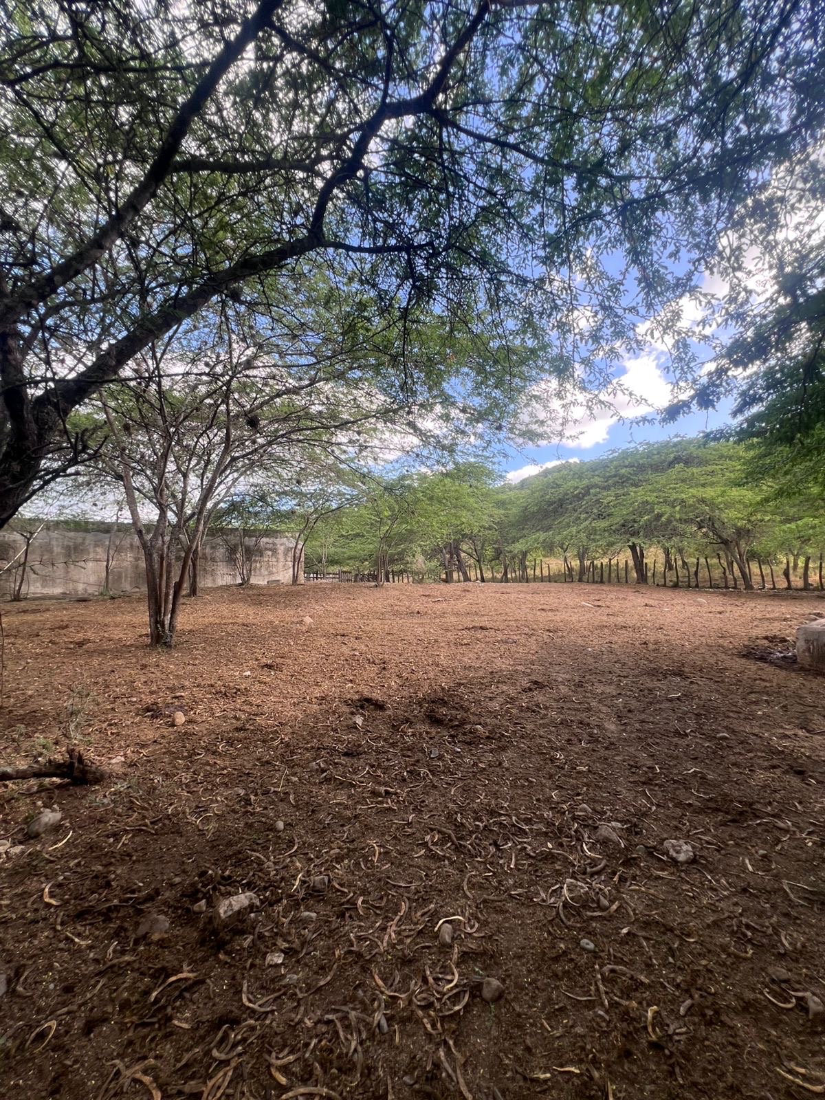 solares y terrenos - finca en Sajoma San José de las matas  5