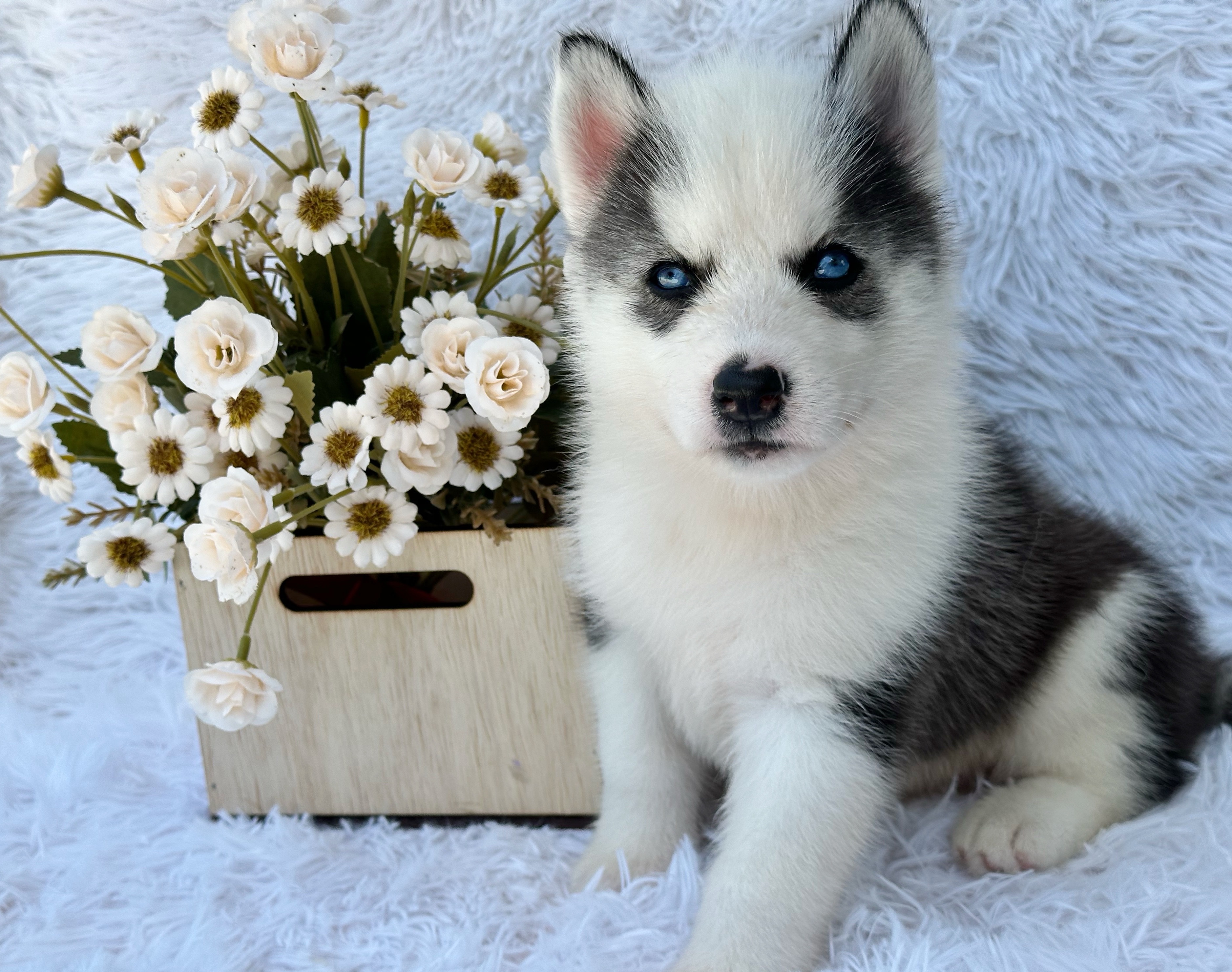 animales y mascotas - Husky Siverian Machos y Hembras  4