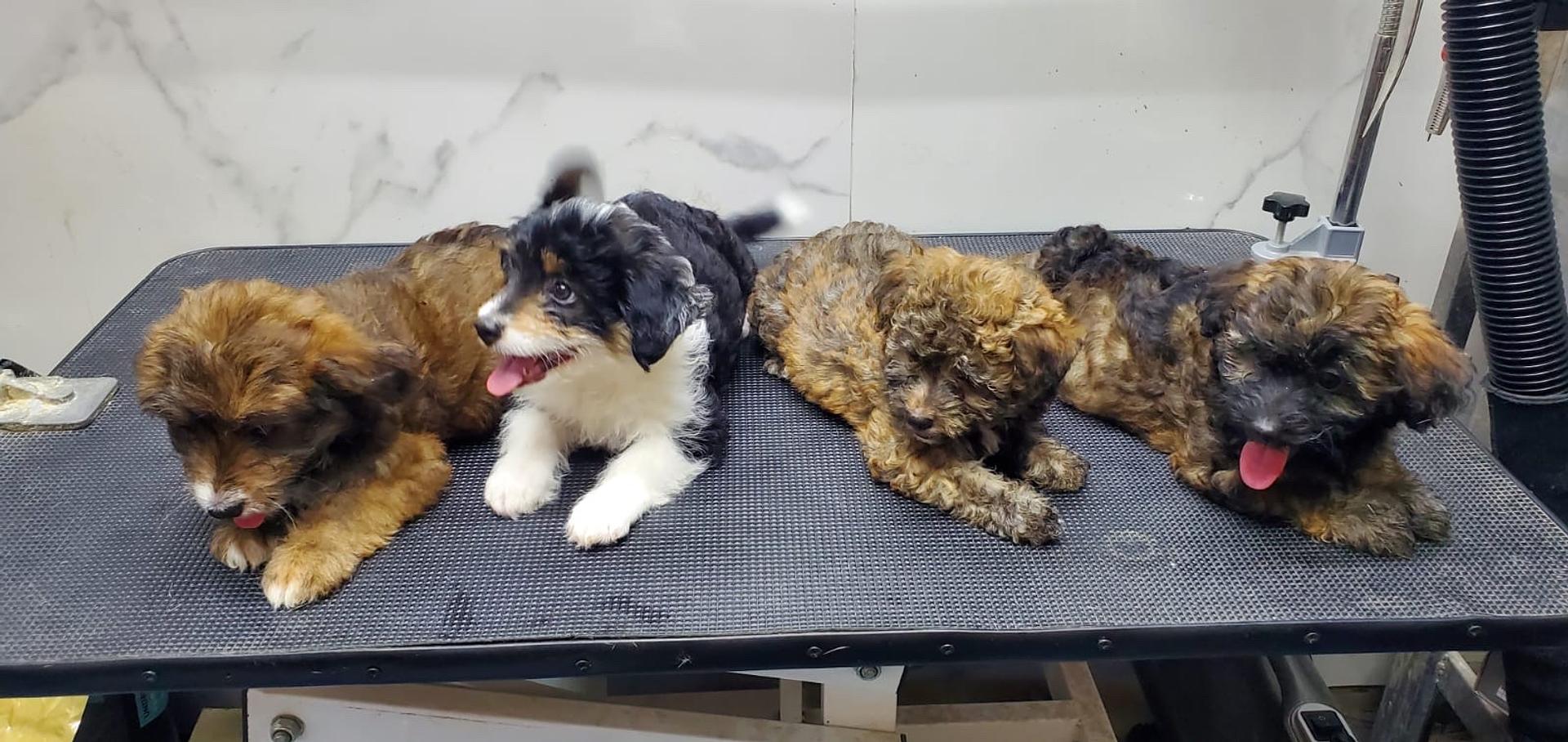 animales y mascotas - Mix de mini Poddle y shipoo  0
