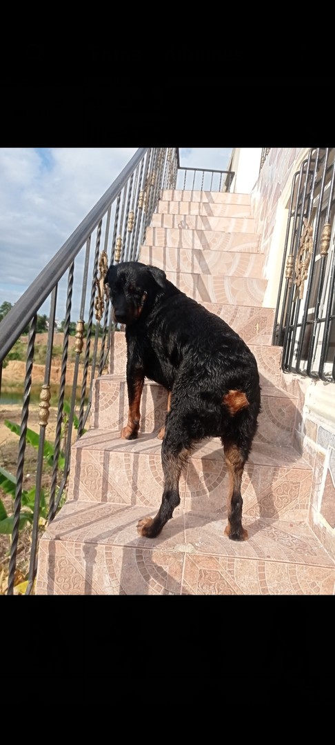 animales y mascotas - Cachorro Rottweiler  9