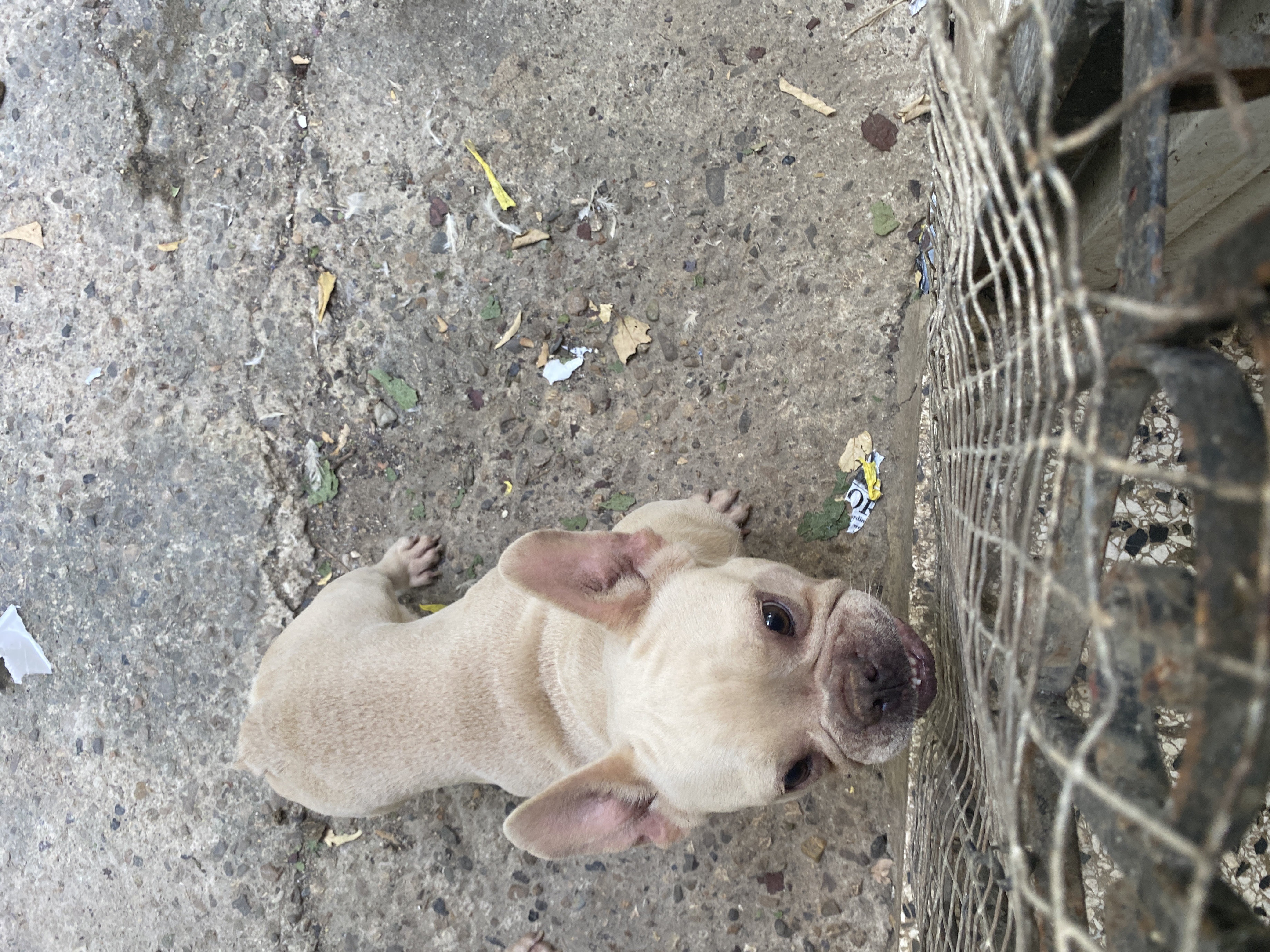 animales y mascotas - las tengo disponibles esa perrita  0