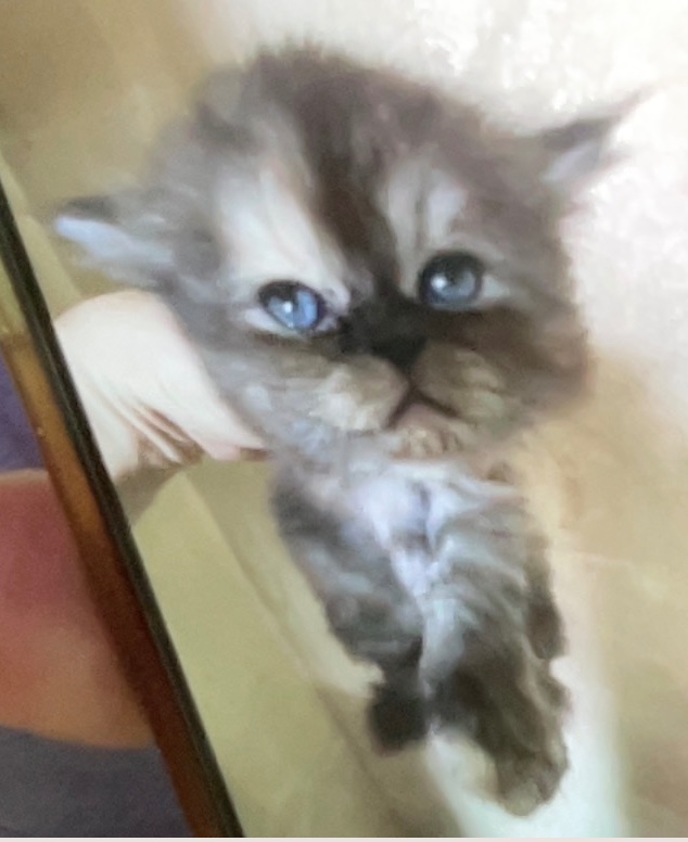 animales y mascotas - Gatitas Persas Doll Face Azules (Grises Oscuras) 0