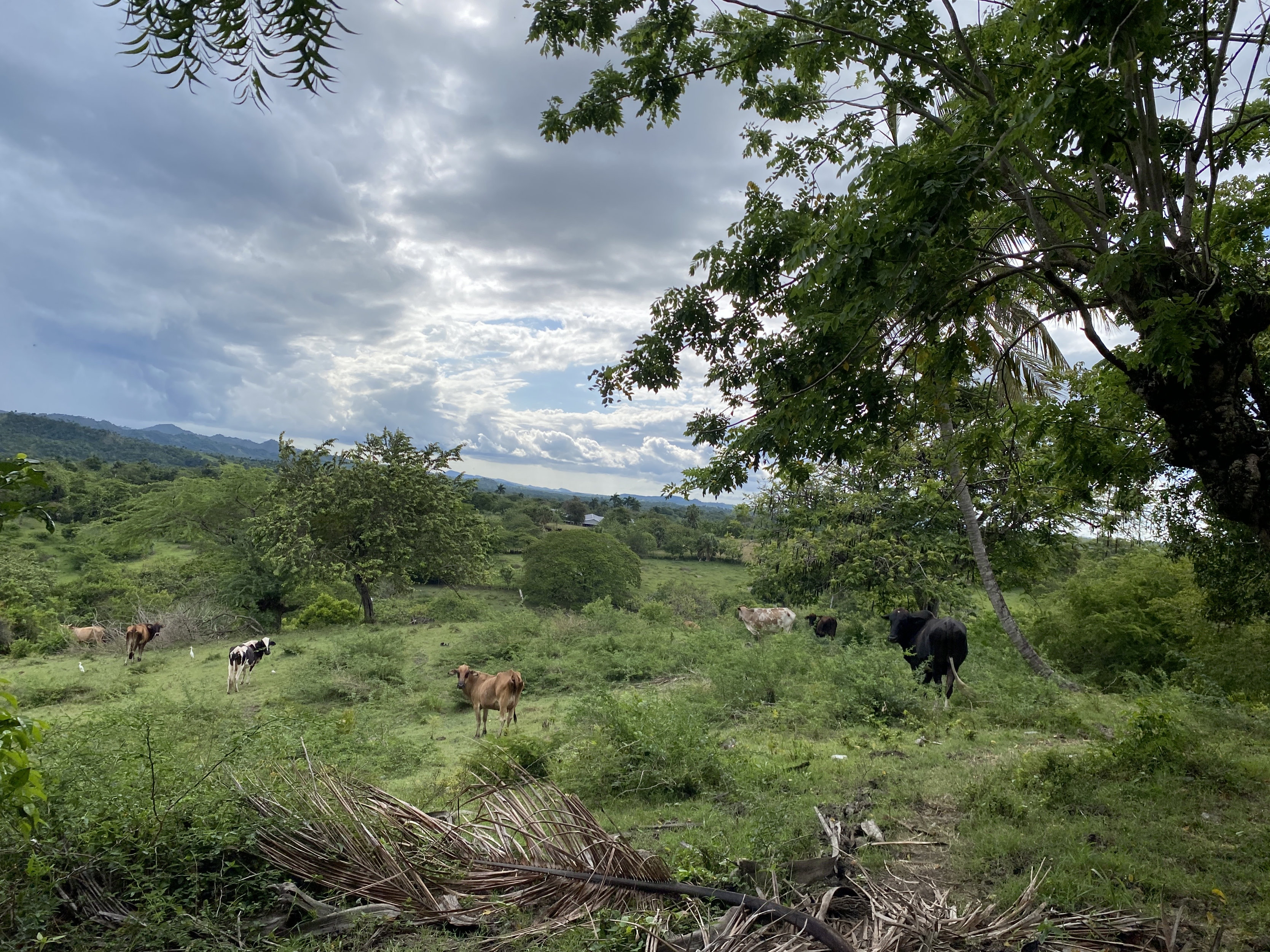 solares y terrenos - finca ganaderas en puerto plata  7