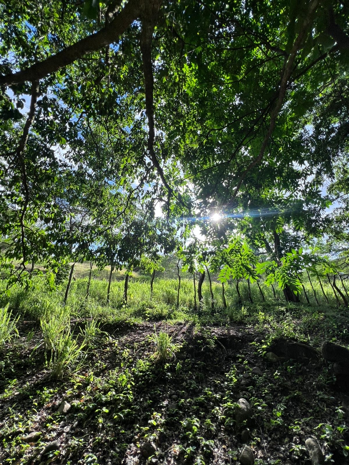solares y terrenos - finca en Sajoma San José de las matas  2