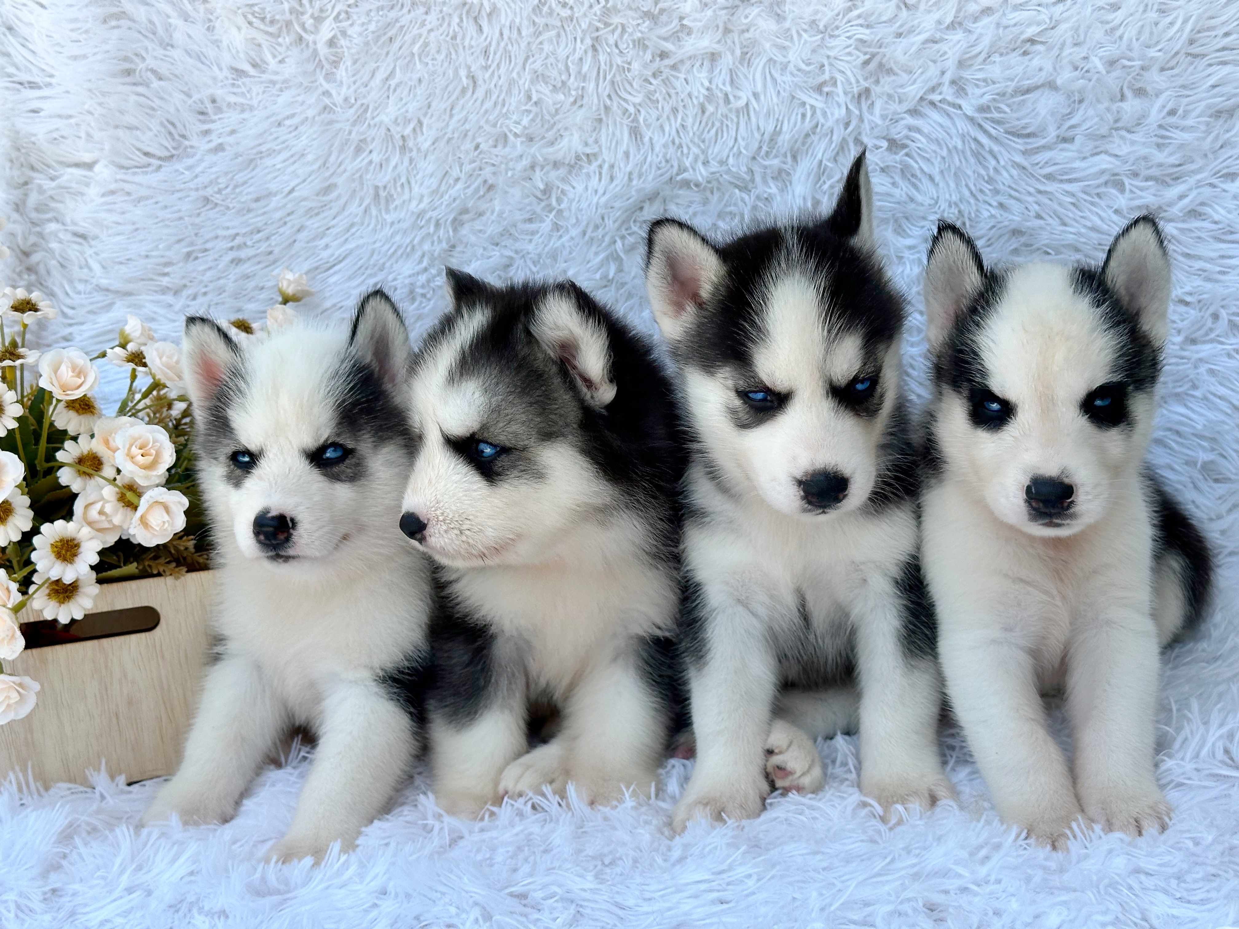 animales y mascotas - Husky Siverian Machos y Hembras  1