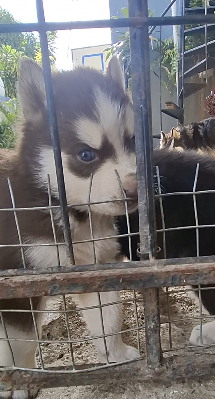animales y mascotas - HUSKI SIBERIANO PELO LARGO  2