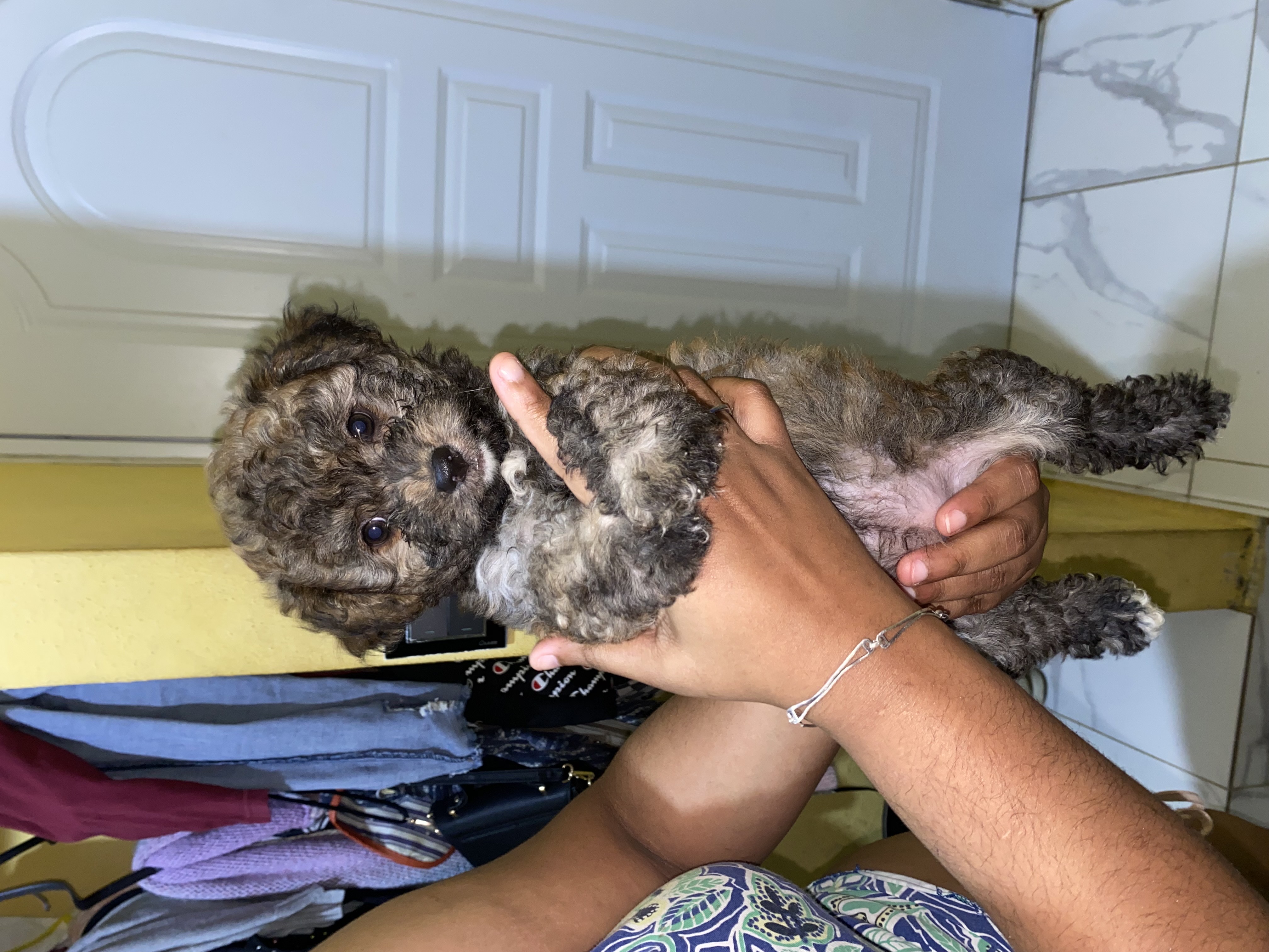 animales y mascotas - Mix de mini Poddle y shipoo  1