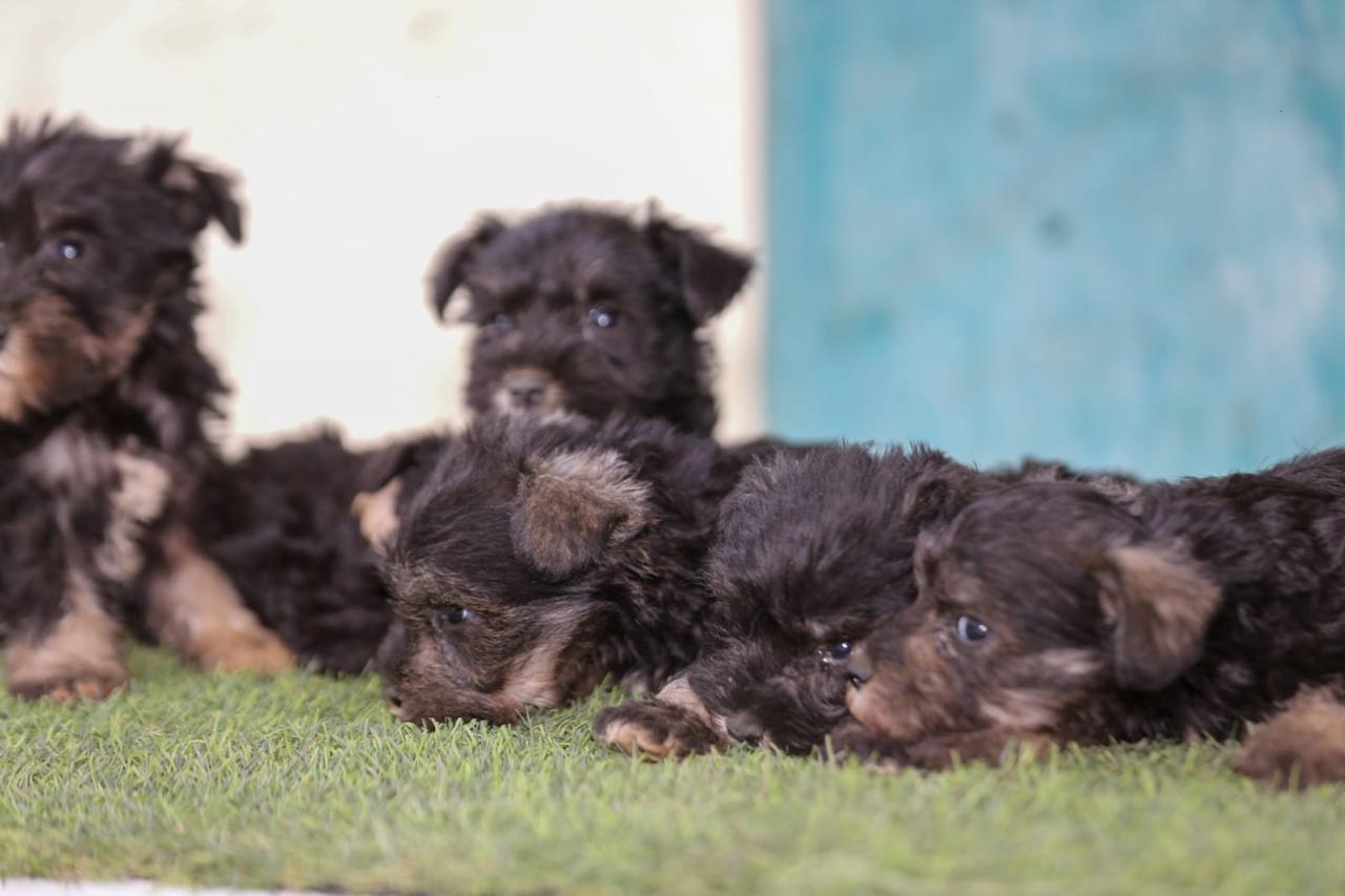 animales y mascotas - Schnauzer miniatura  4