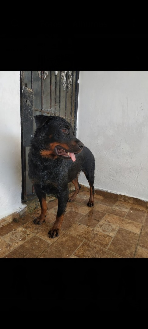 animales y mascotas - Cachorro Rottweiler  10