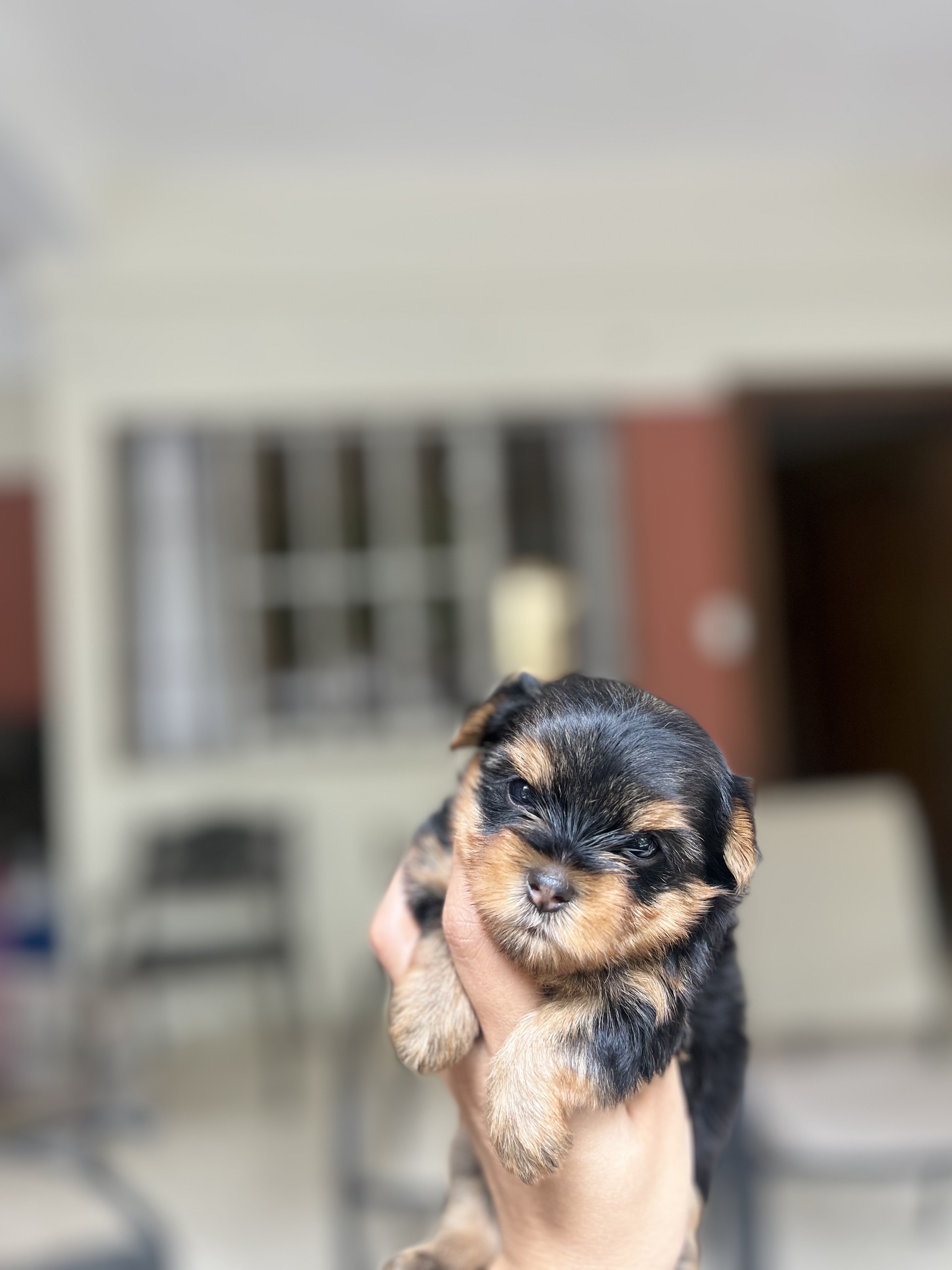 animales y mascotas - yorkie mini con pedigree 0