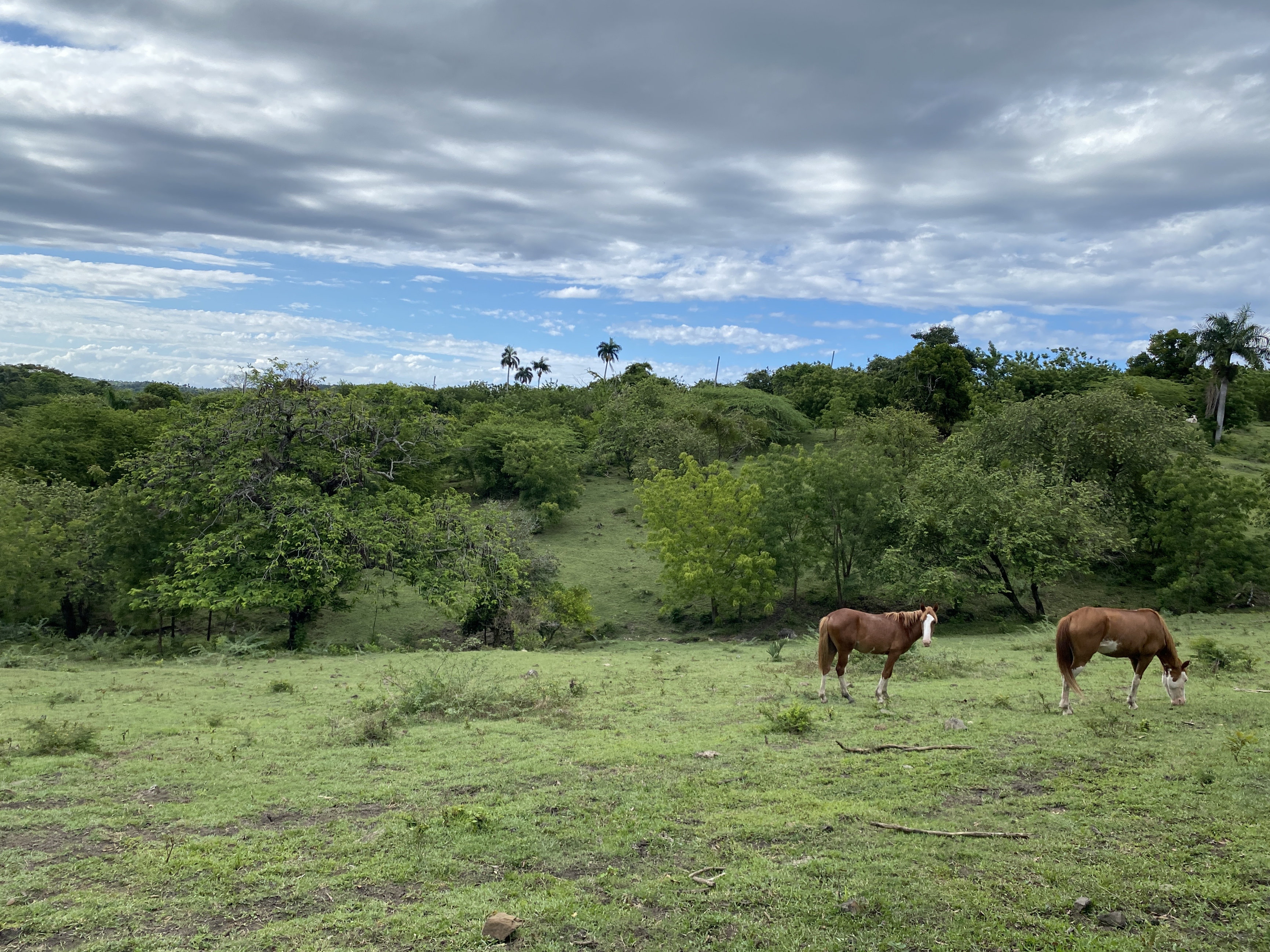 solares y terrenos - finca ganaderas en puerto plata  8