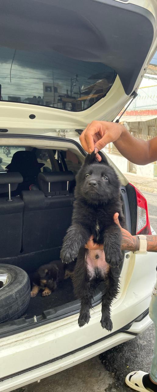 animales y mascotas - pastor alemán negro  4