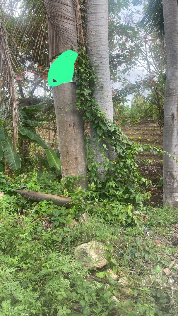 solares y terrenos - Se vende terreno en Palmar Abajo, Santiago
15 tareas  0