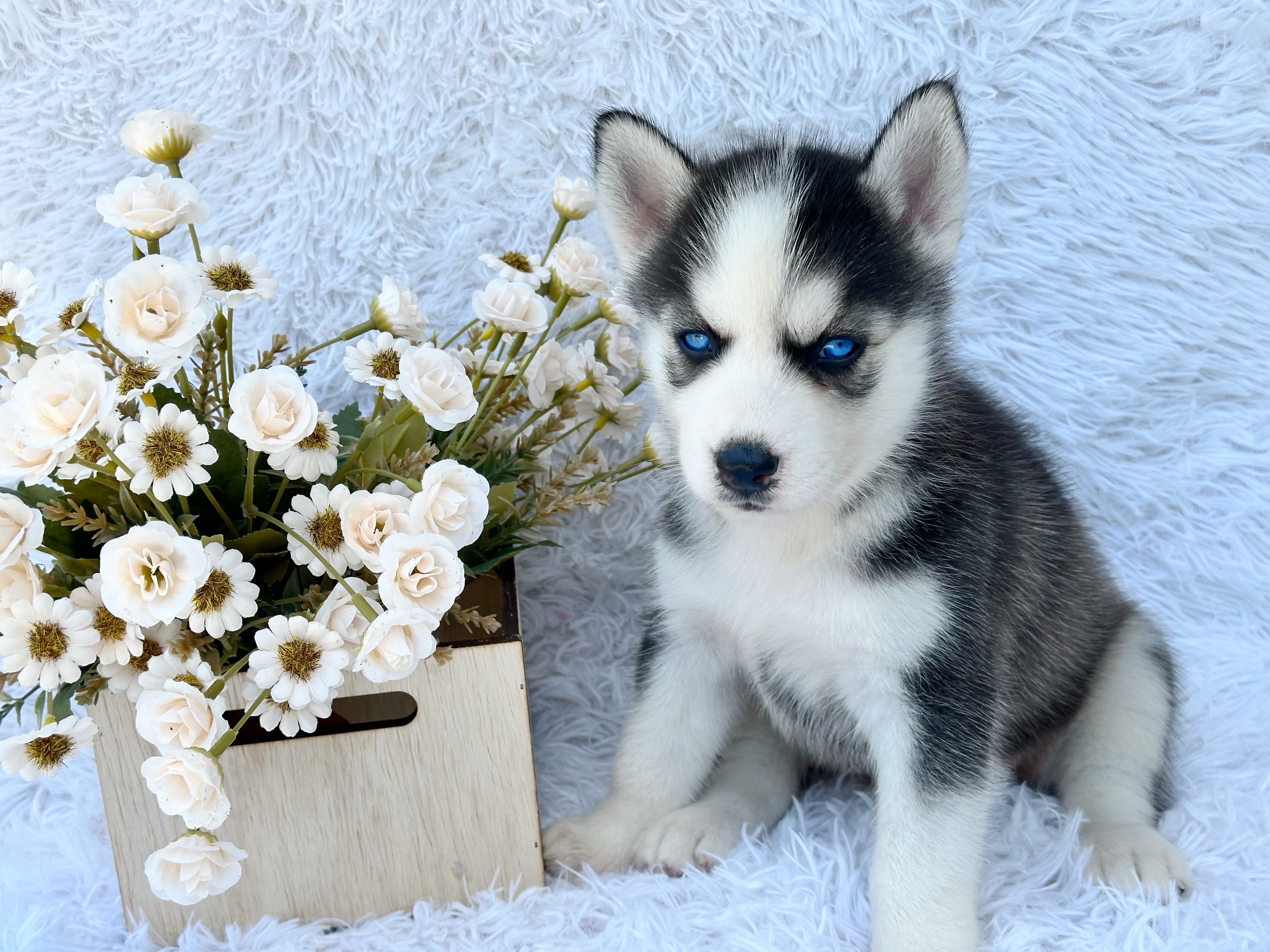 animales y mascotas - Husky Siverian Machos y Hembras  2