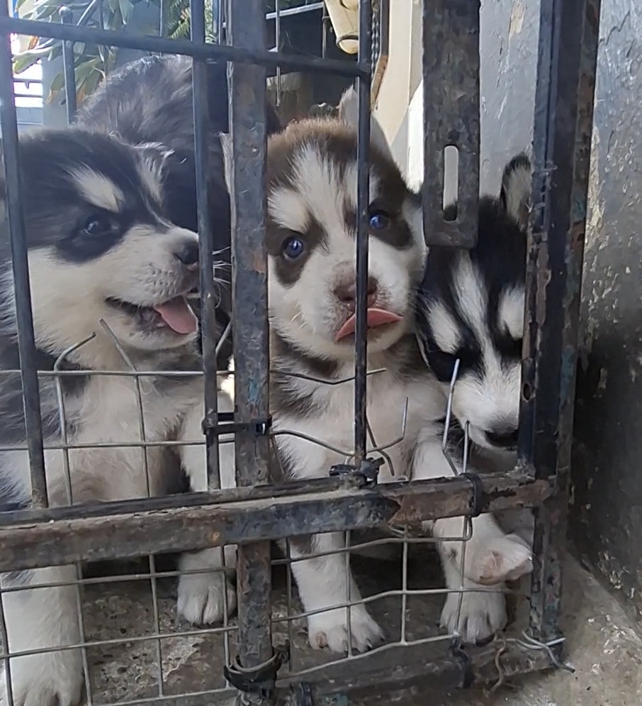 animales y mascotas - HUSKI SIBERIANO PELO LARGO  3