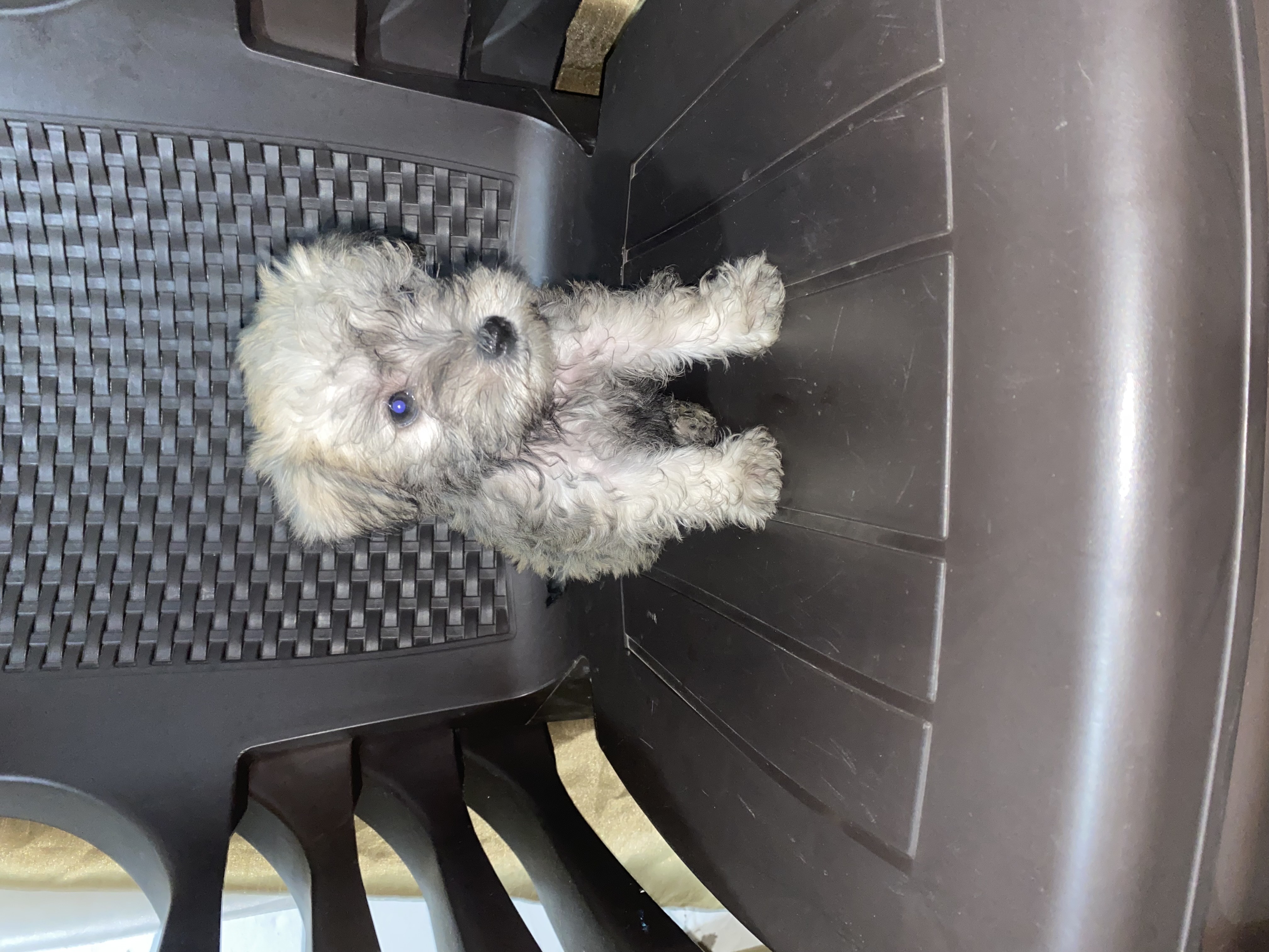 animales y mascotas - Perros Schnauzer Miniatura Disponibles