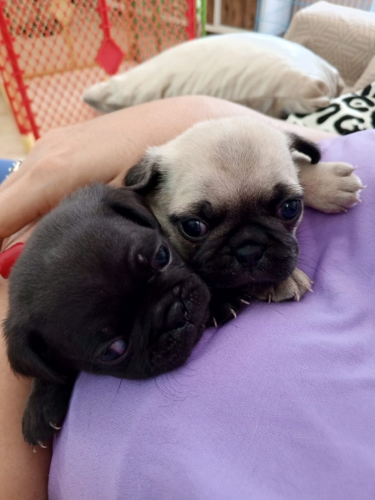 animales y mascotas - Cachorro pug hembras negra y crema 1