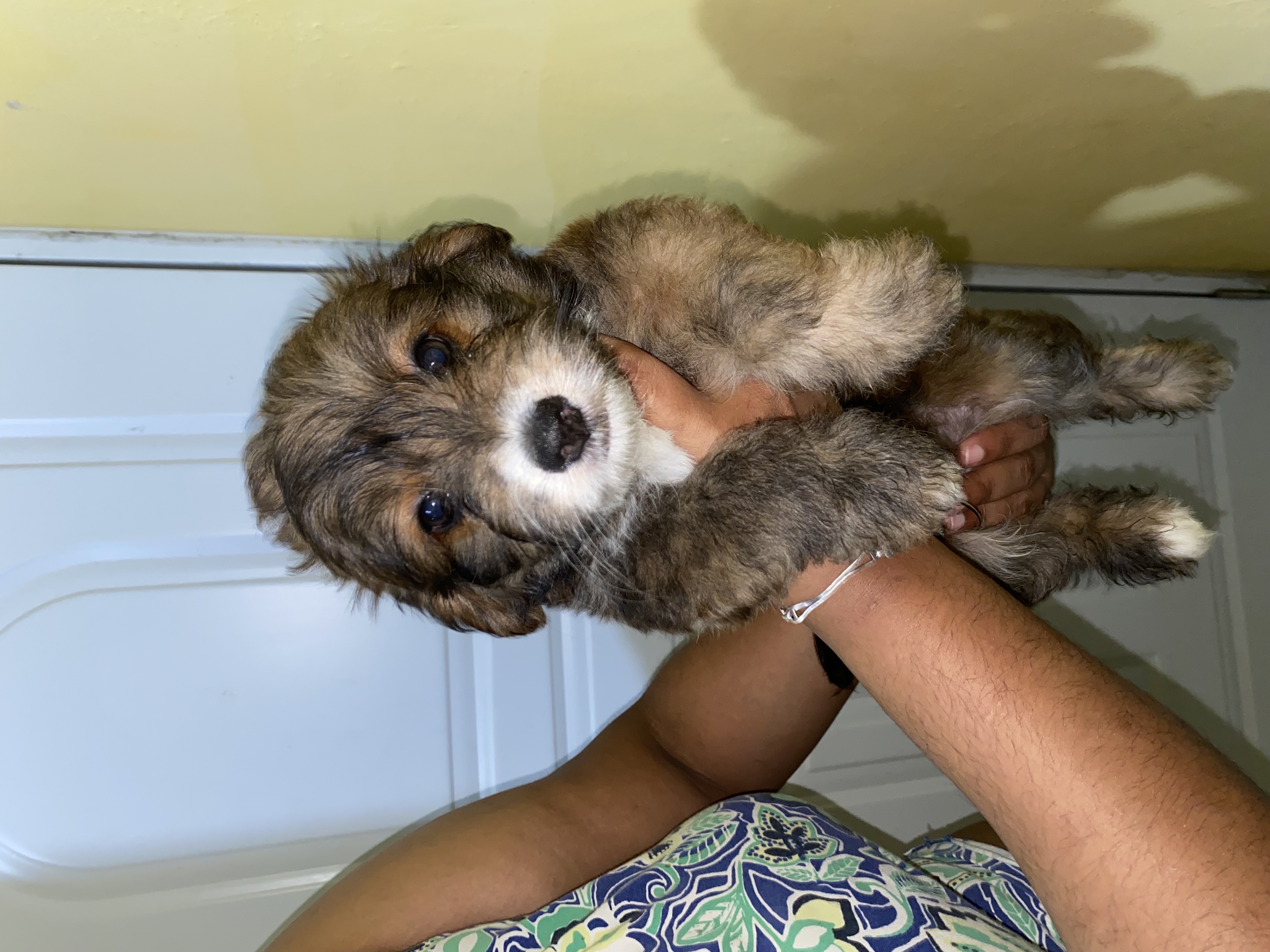 animales y mascotas - Mix de mini Poddle y shipoo  2