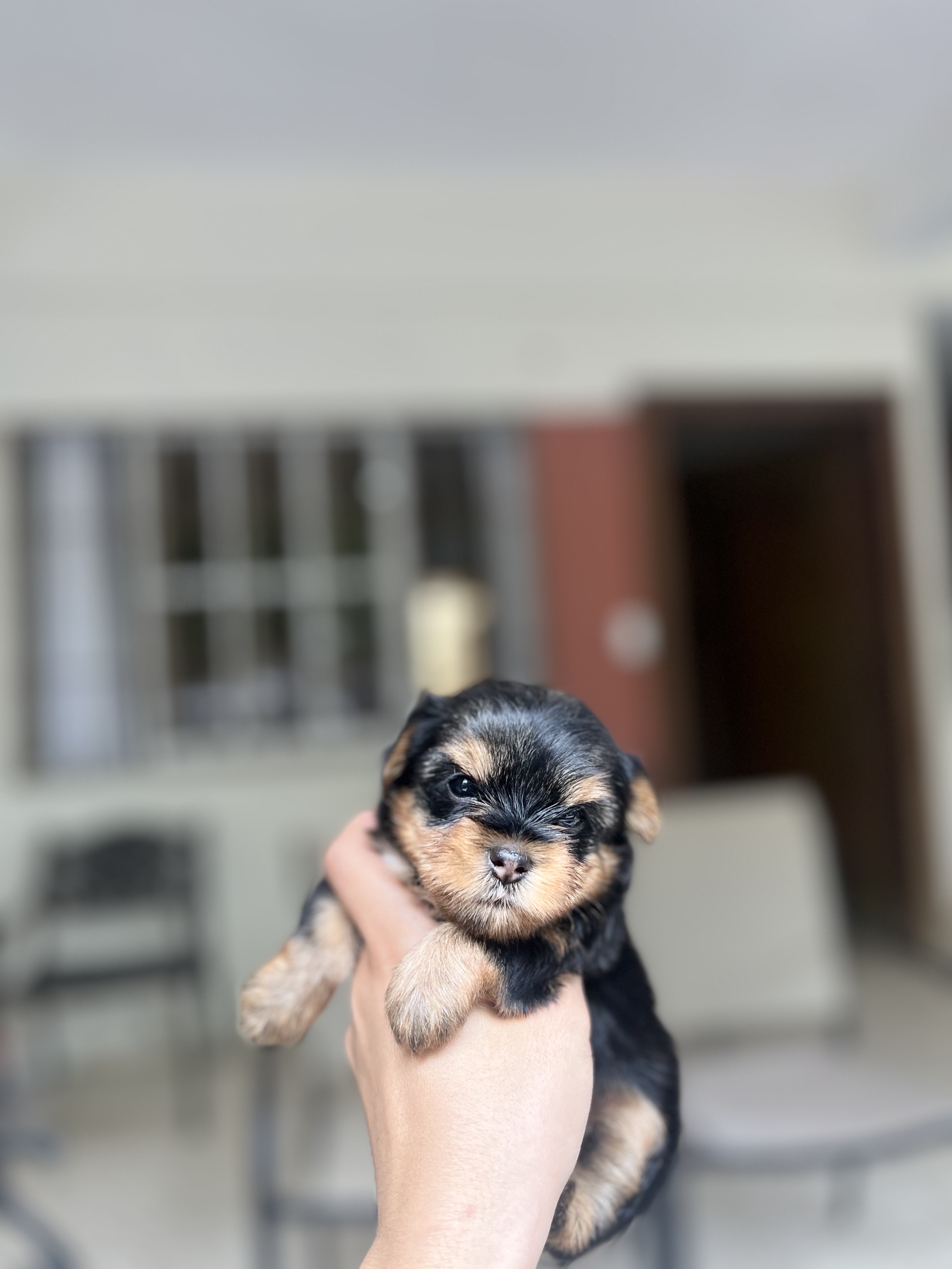 animales y mascotas - yorkie mini con pedigree 1