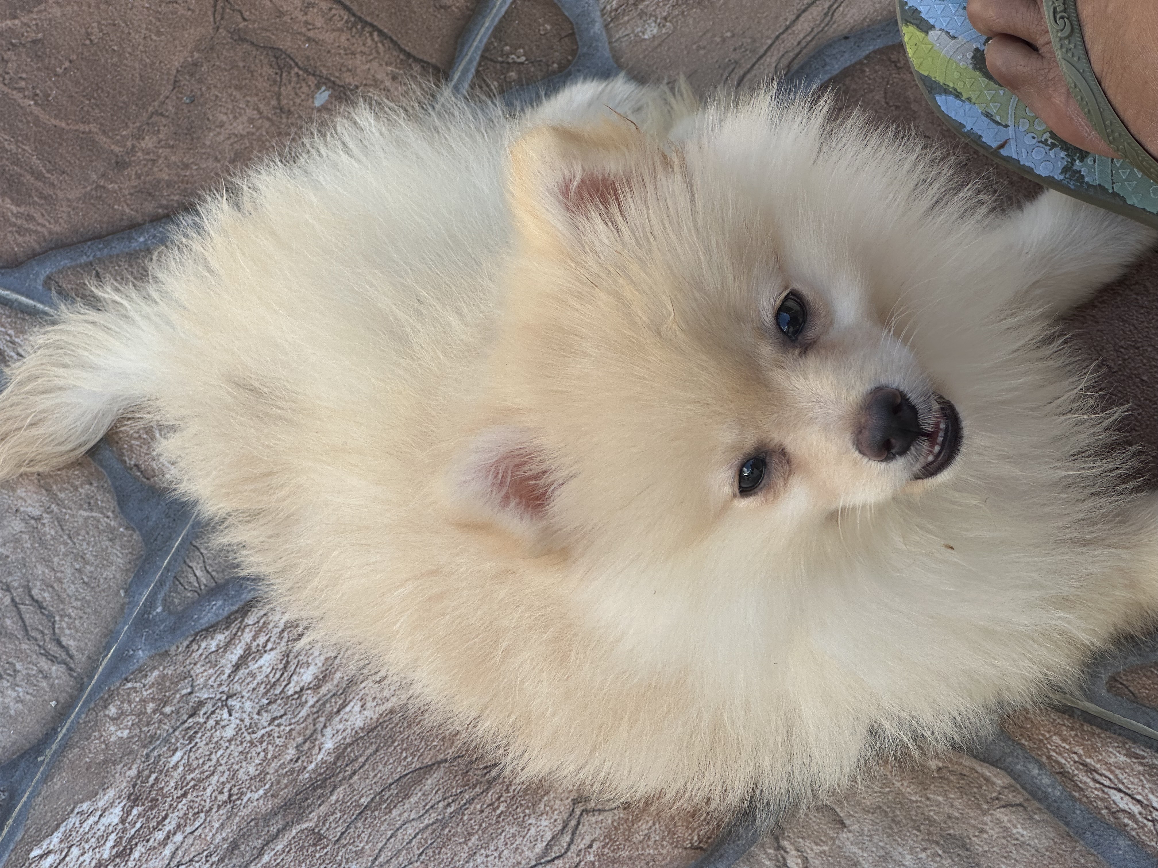 animales y mascotas - pomerania hembra