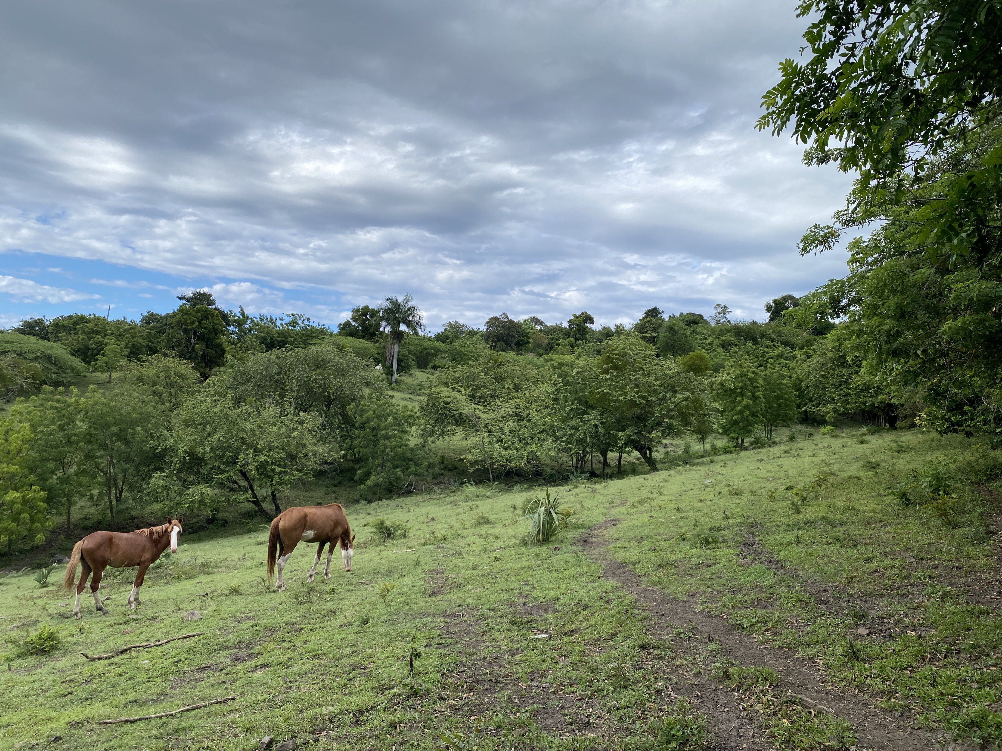 solares y terrenos - finca ganaderas en puerto plata  9