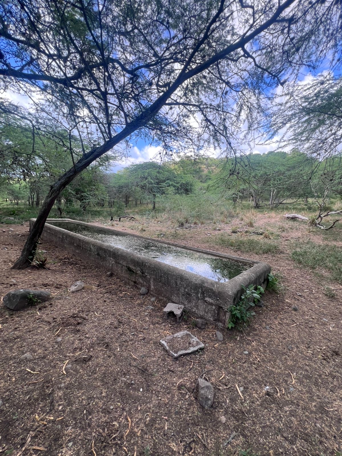 solares y terrenos - finca en Sajoma San José de las matas  4