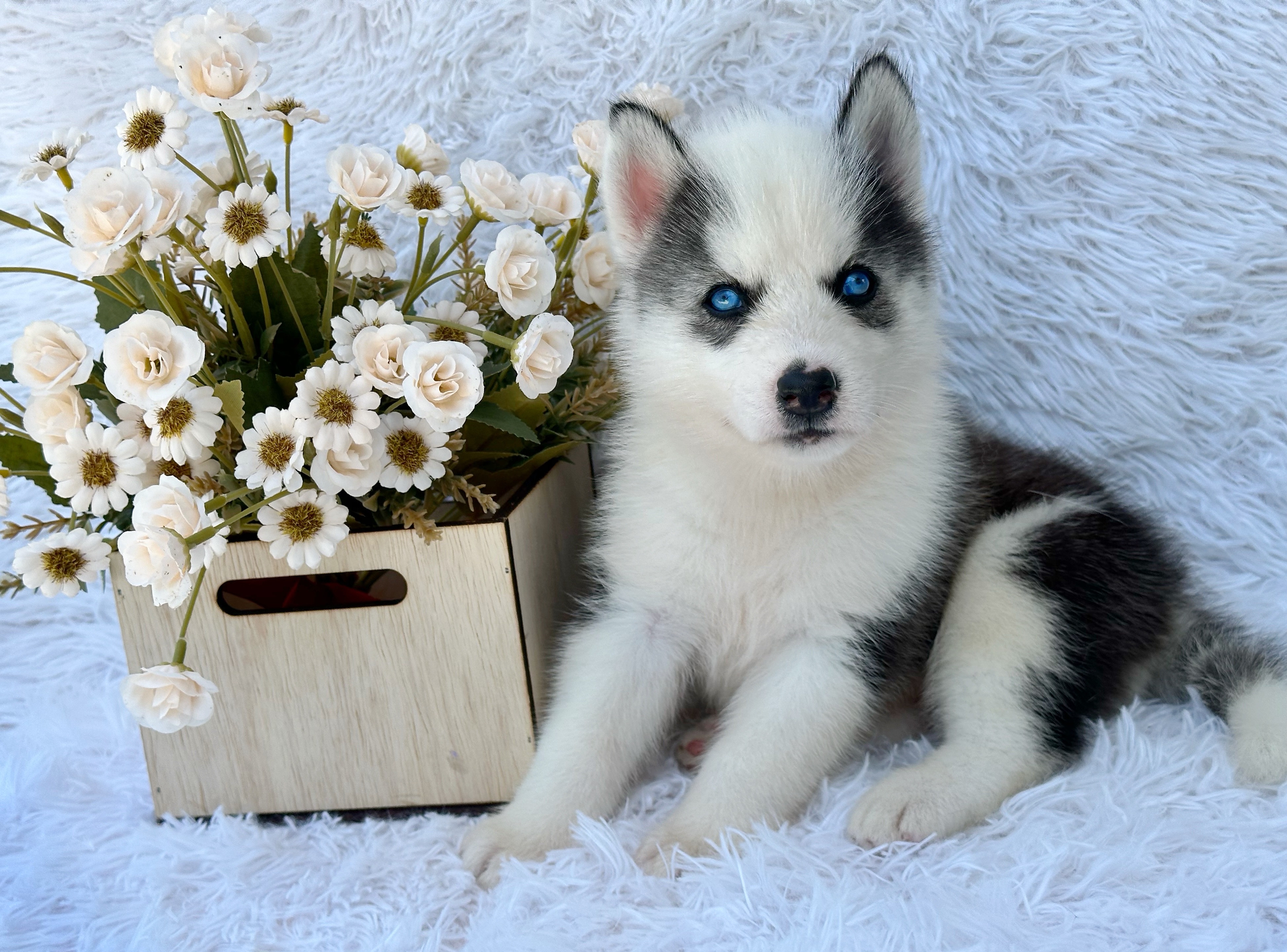 animales y mascotas - Husky Siverian Machos y Hembras  3