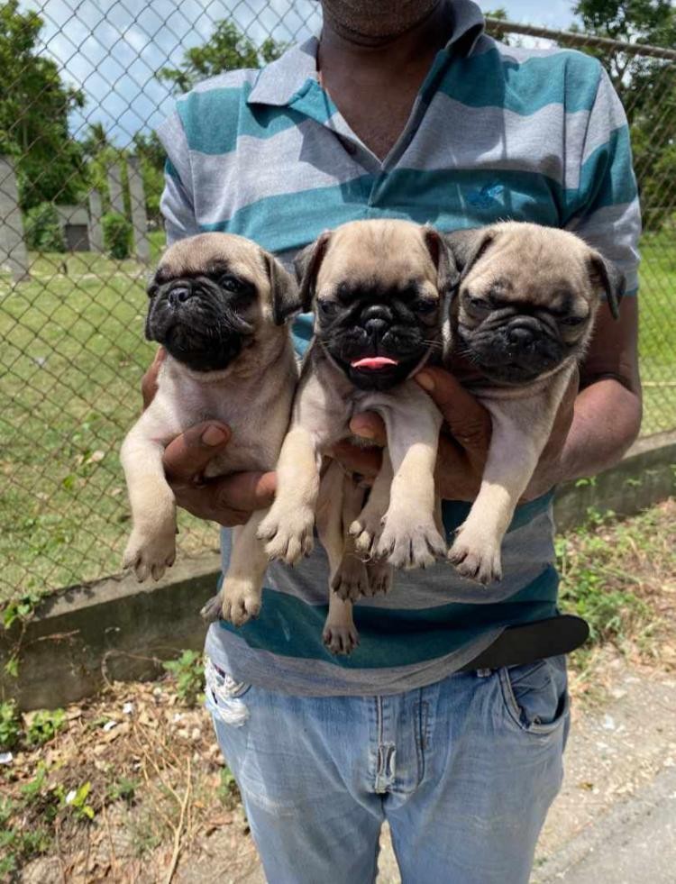 animales y mascotas - Pug hembras y machos. Dog, pet, mascotas, cachorro, vet, pugs, puppy, perro 0