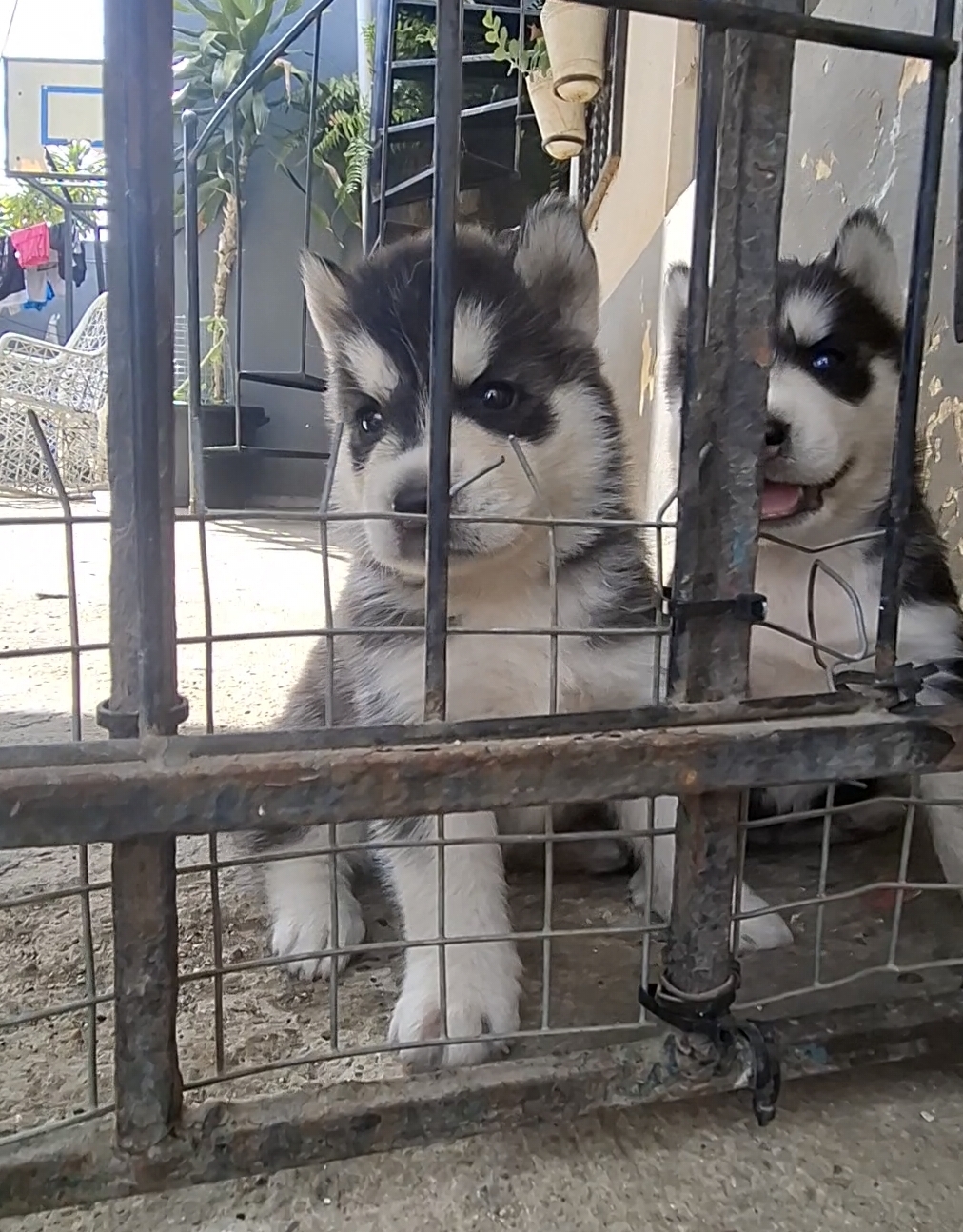 animales y mascotas - HUSKI SIBERIANO PELO LARGO  4