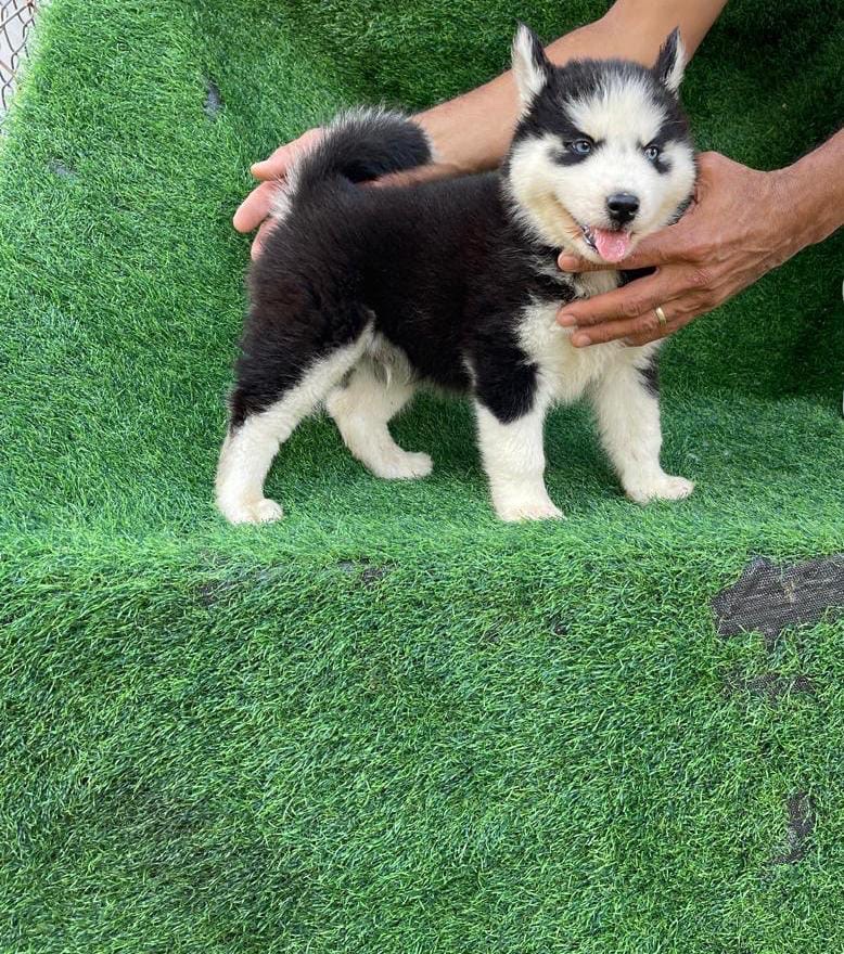 animales y mascotas - HuskyHembra 
