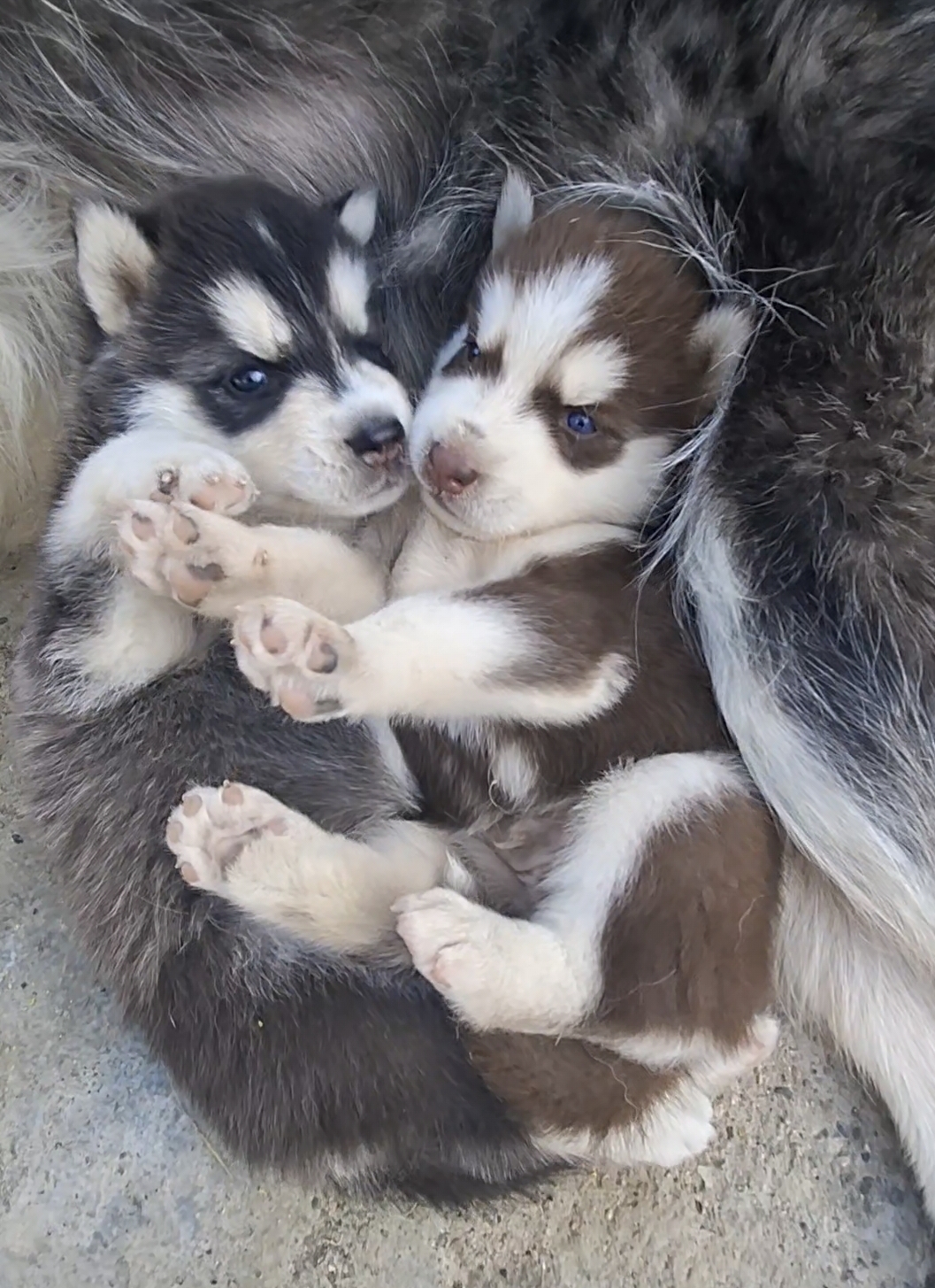 animales y mascotas - HUSKI SIBERIANO PELO LARGO  5