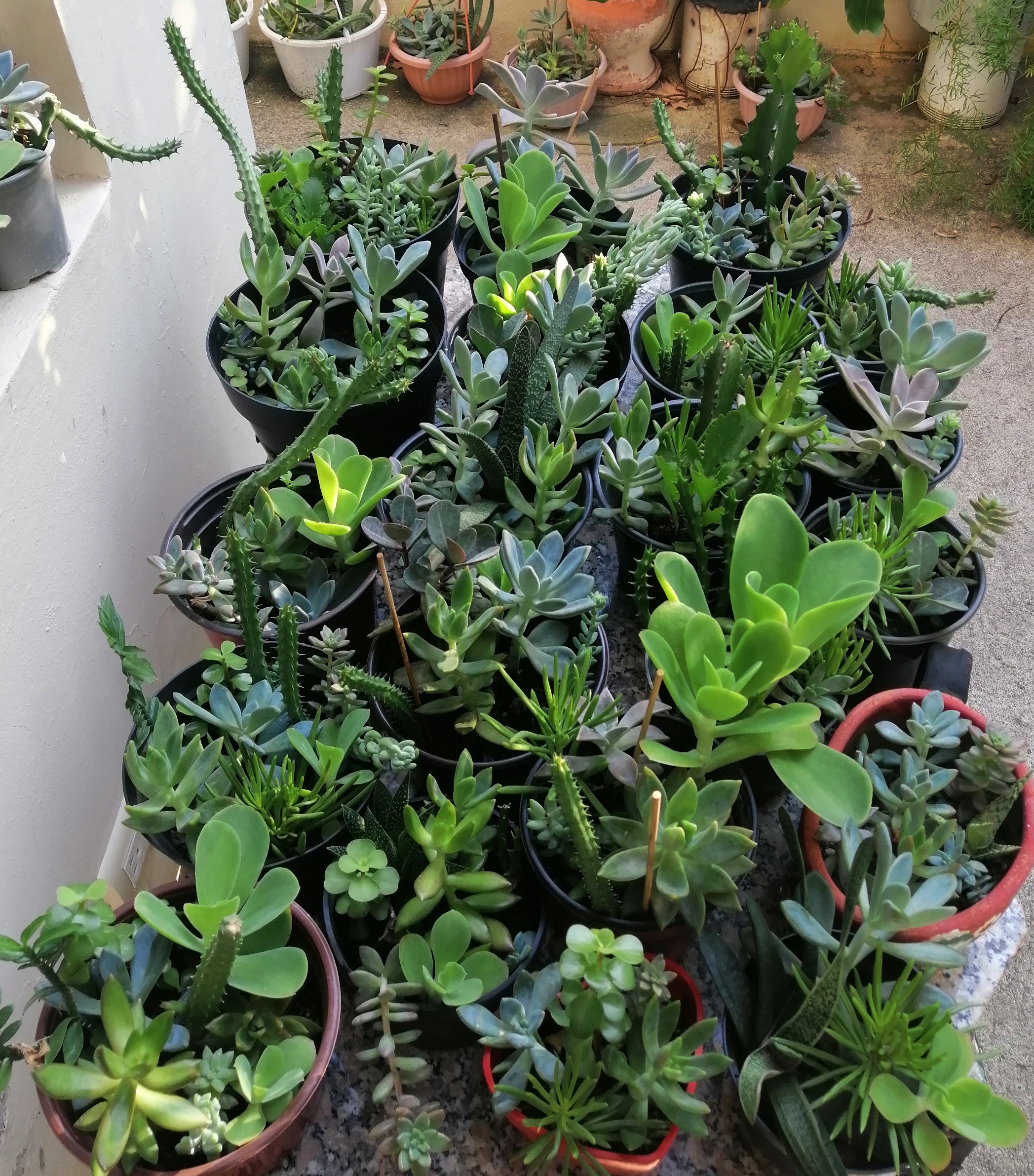 muebles y colchones - Suculentas 5