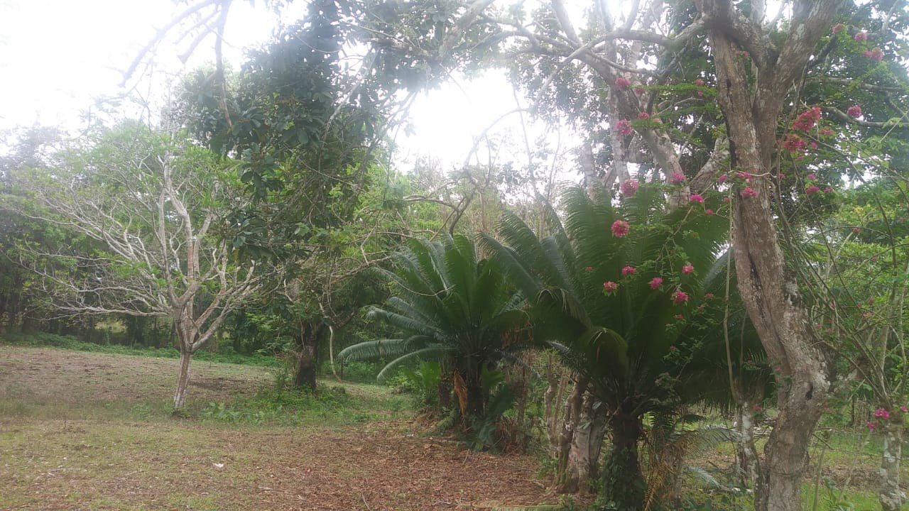 solares y terrenos -  finca con su titulo, terreno cun muchos arboles frutales 