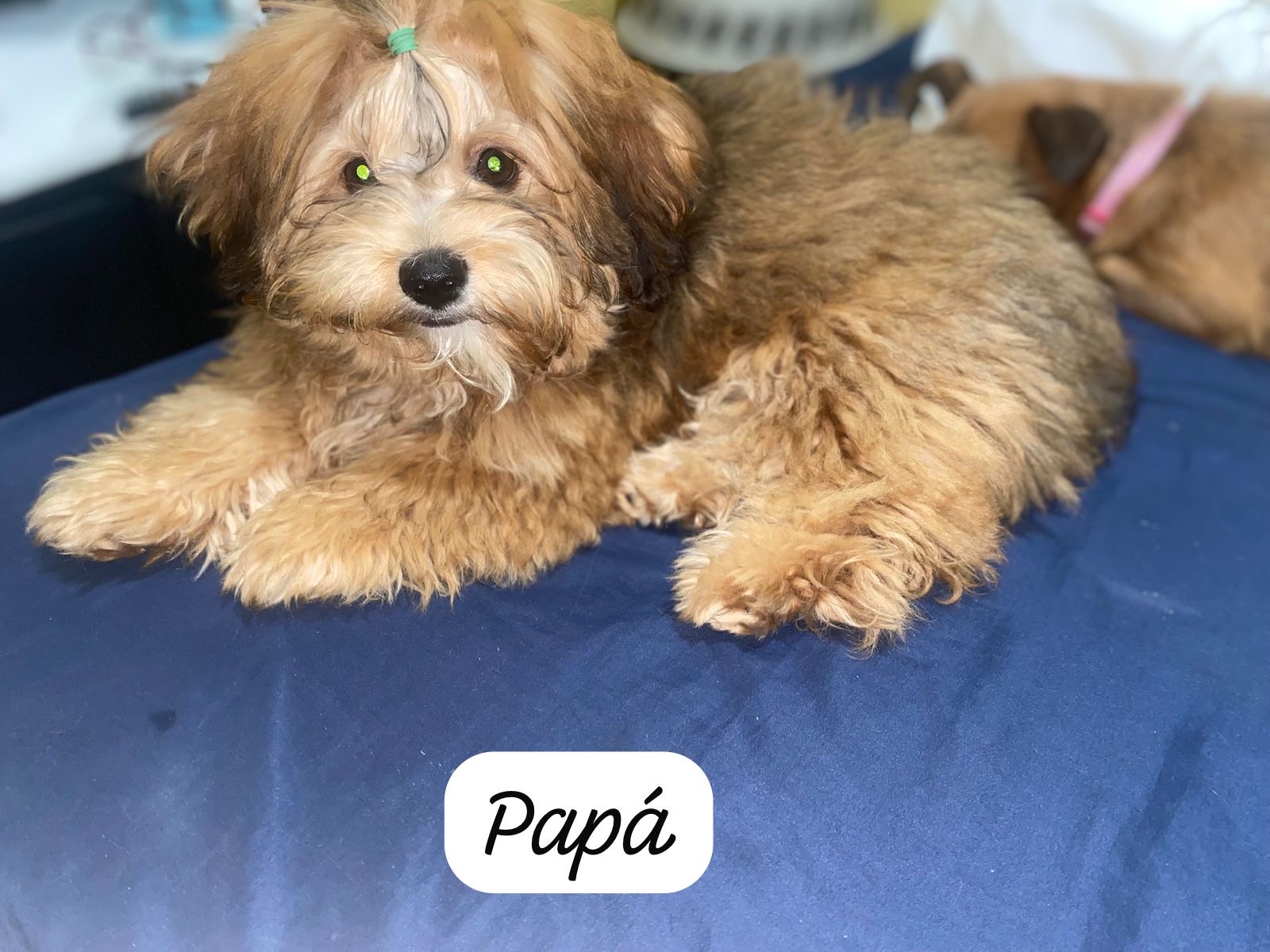 animales y mascotas - Mix de mini Poddle y shipoo  4