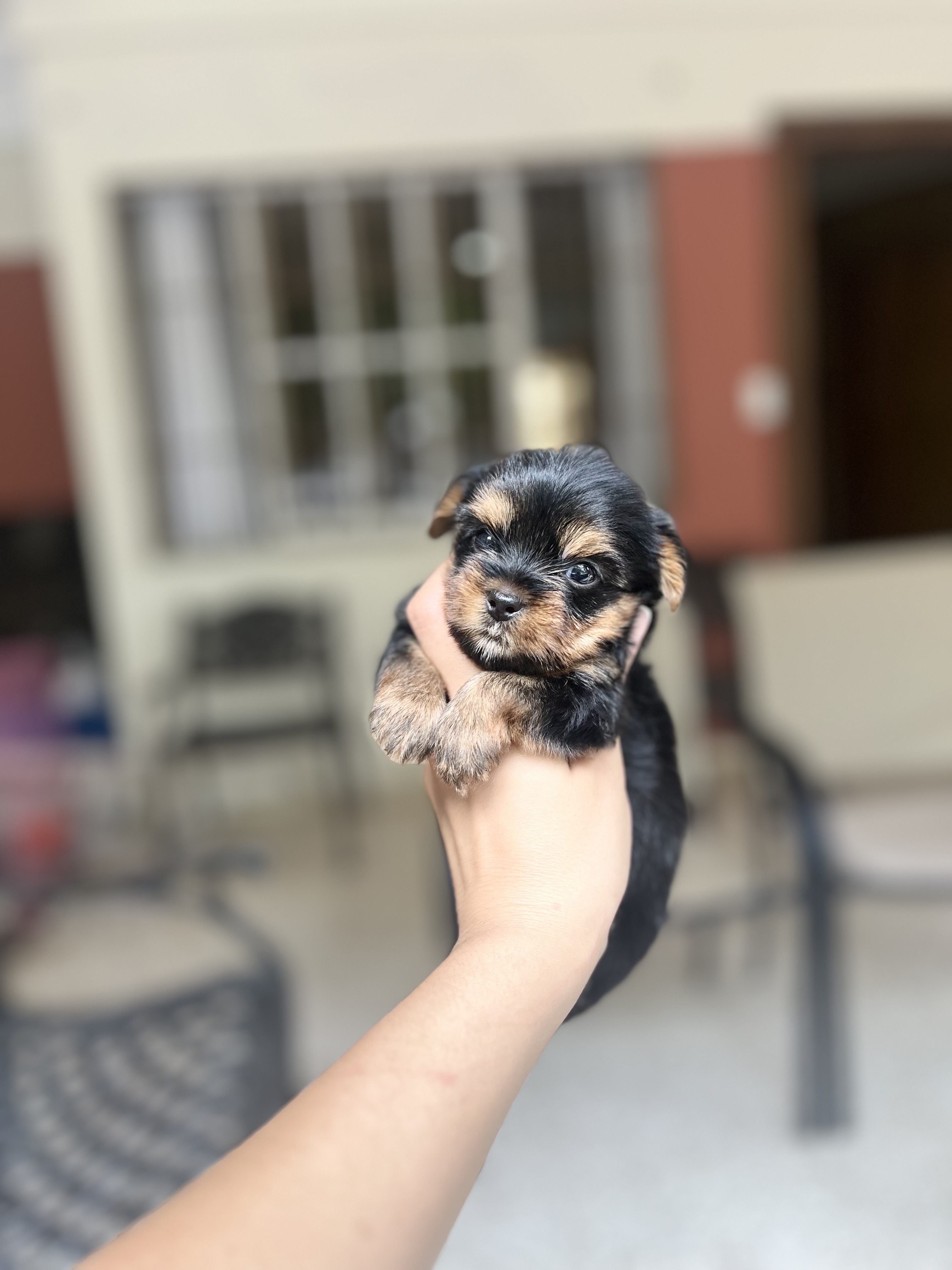 animales y mascotas - yorkie mini con pedigree 3