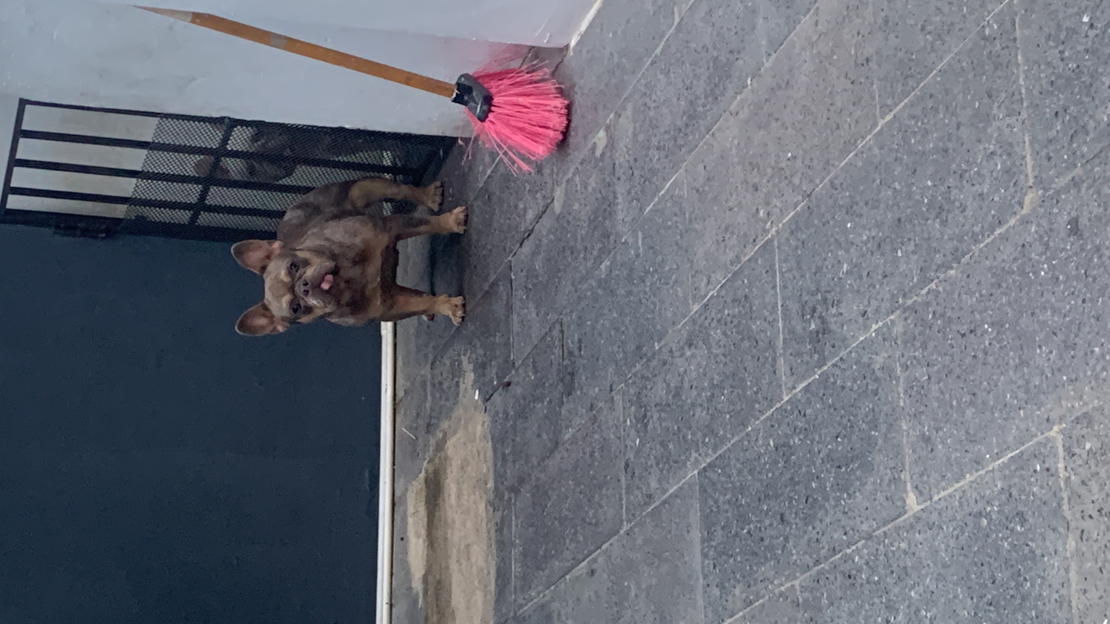 animales y mascotas - Vendo bulldog Francés hembra de 2 años  1