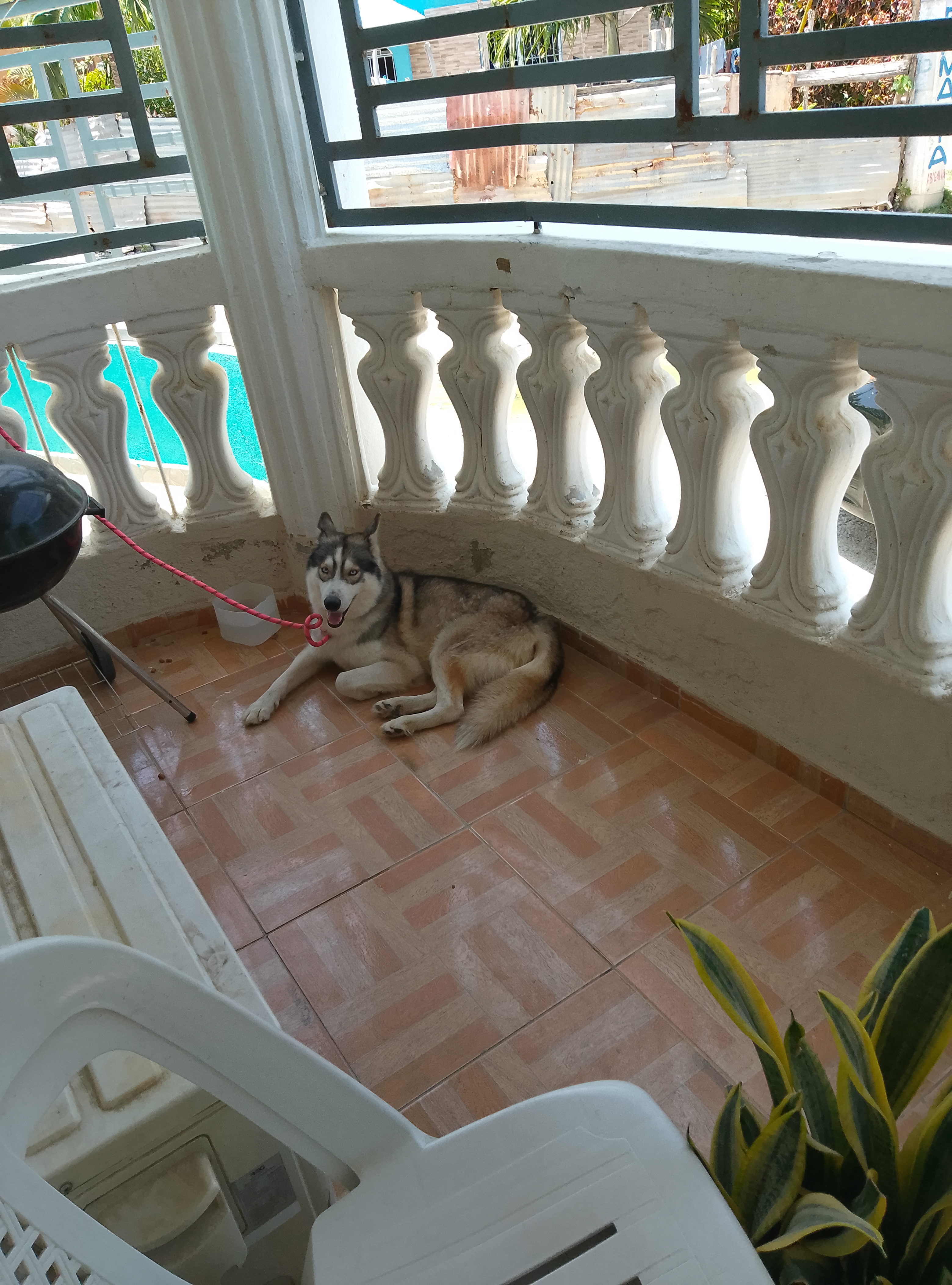 animales y mascotas - Hunkin siberiano  1