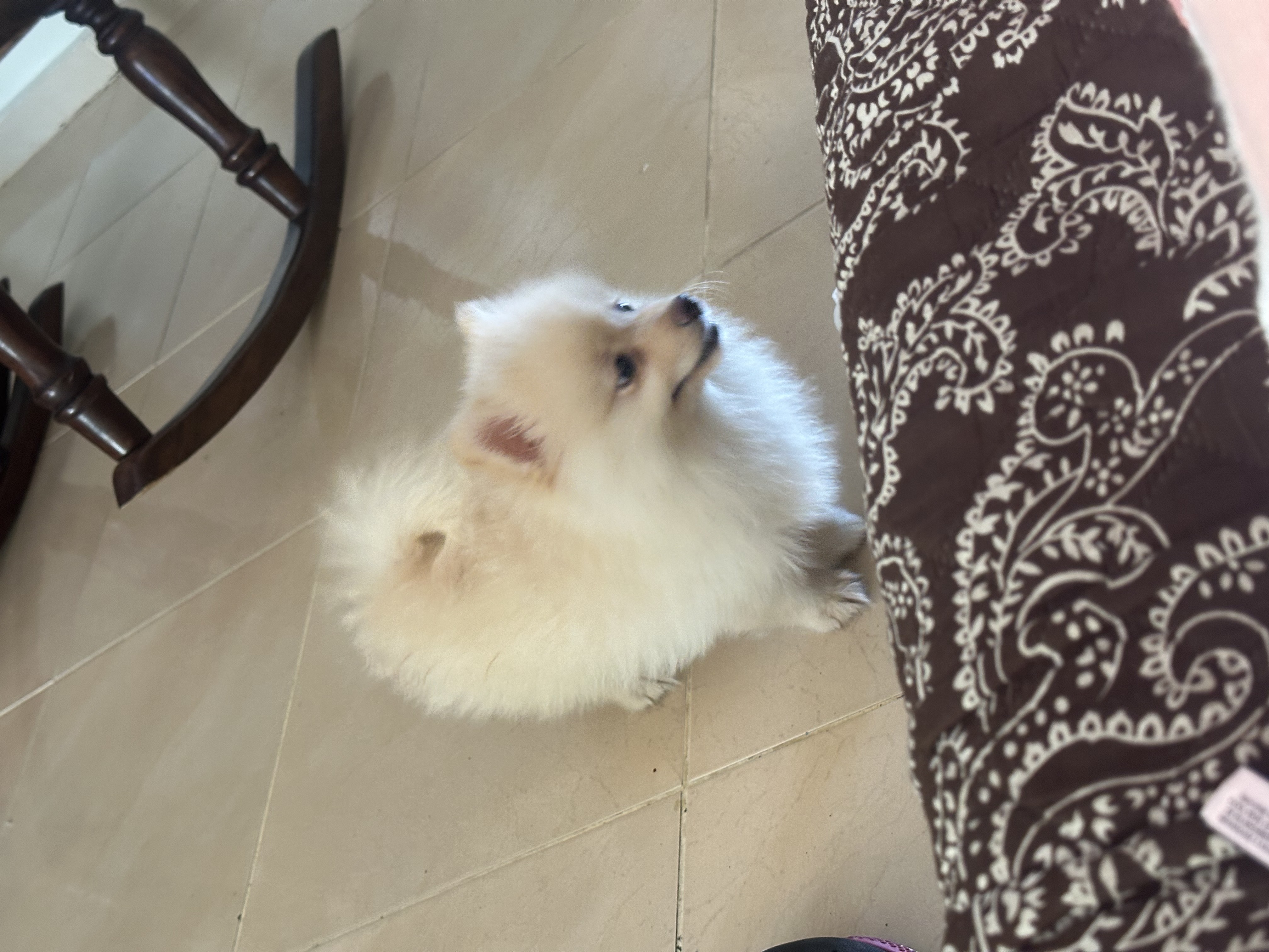 animales y mascotas - pomerania hembra 2