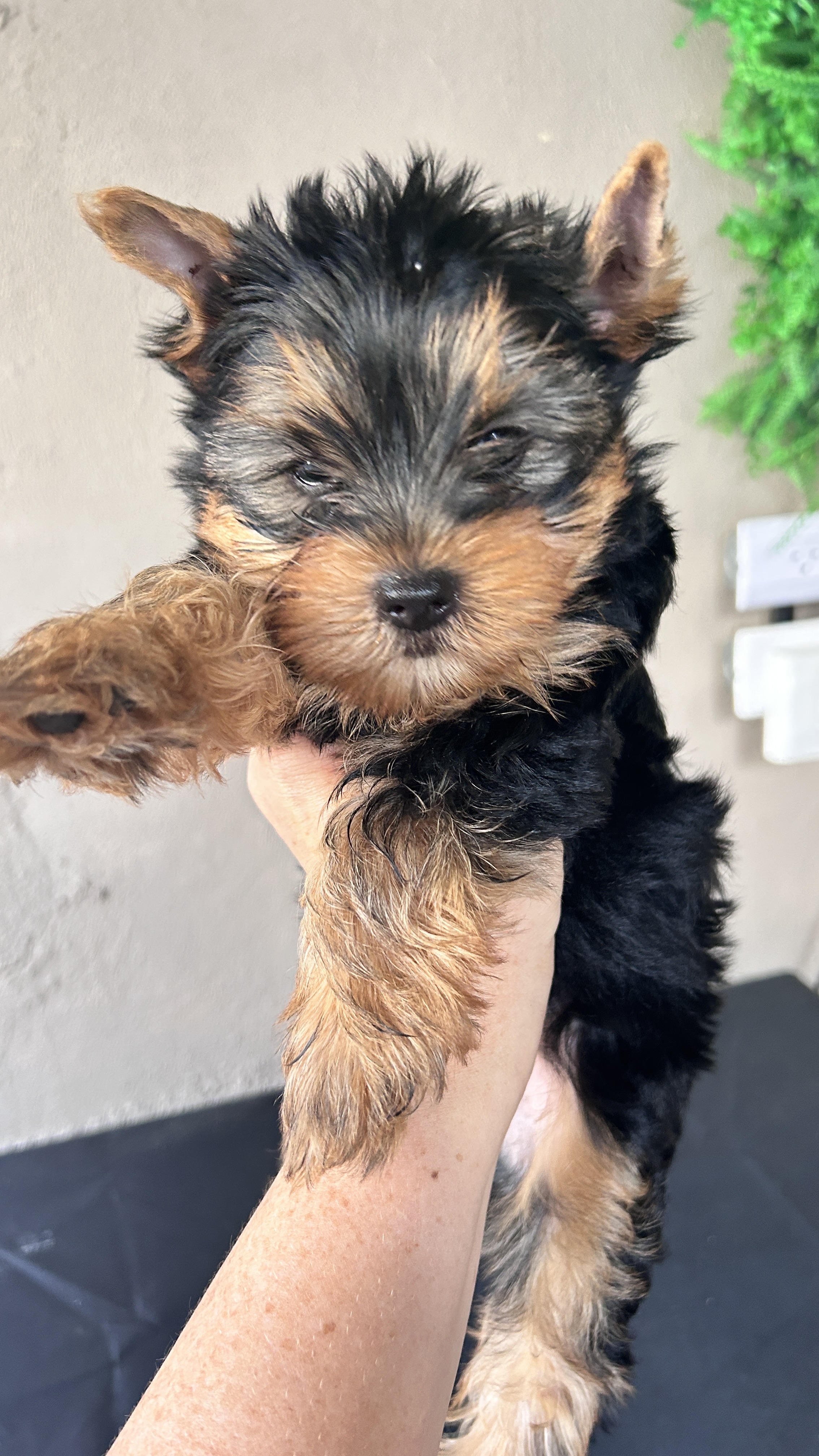animales y mascotas - Perros Yorkie terrier  2