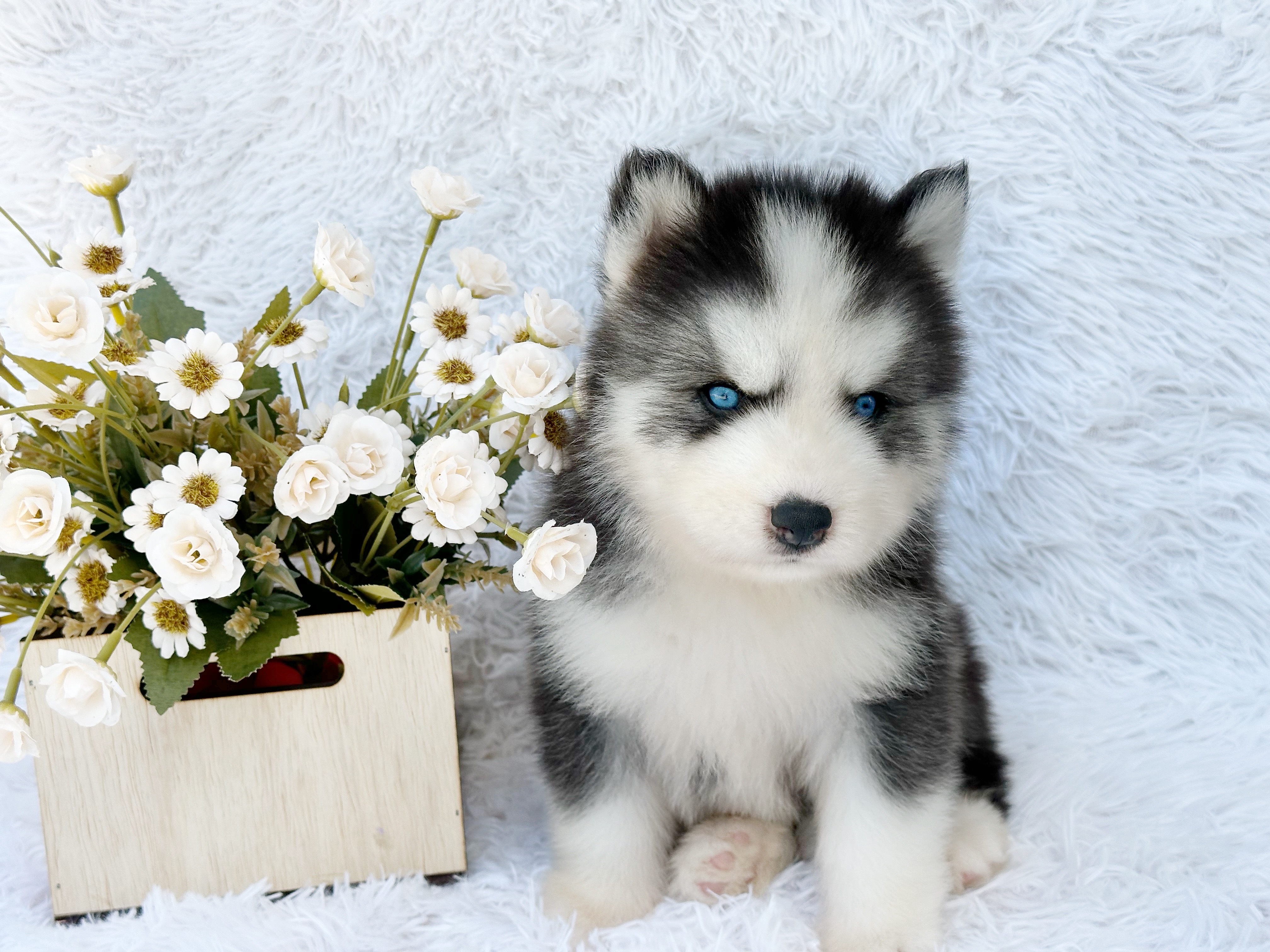 animales y mascotas - Husky Siverian Machos y Hembras  5