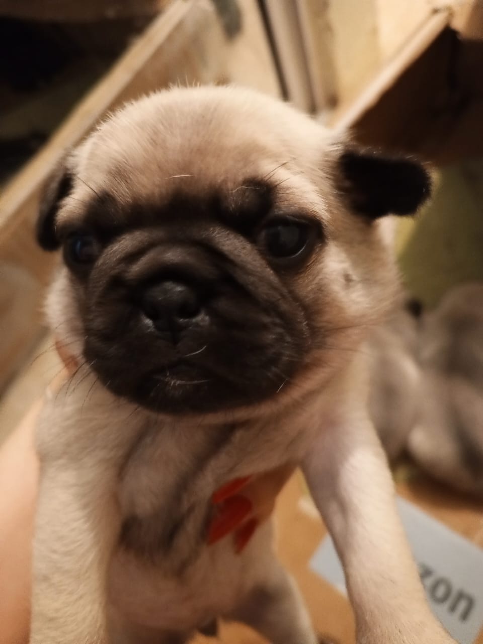 animales y mascotas - Cachorro pug hembras negra y crema 3