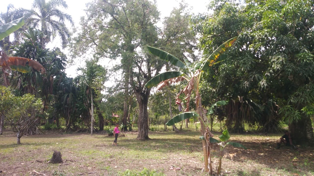 solares y terrenos -  finca con su titulo, terreno cun muchos arboles frutales  1
