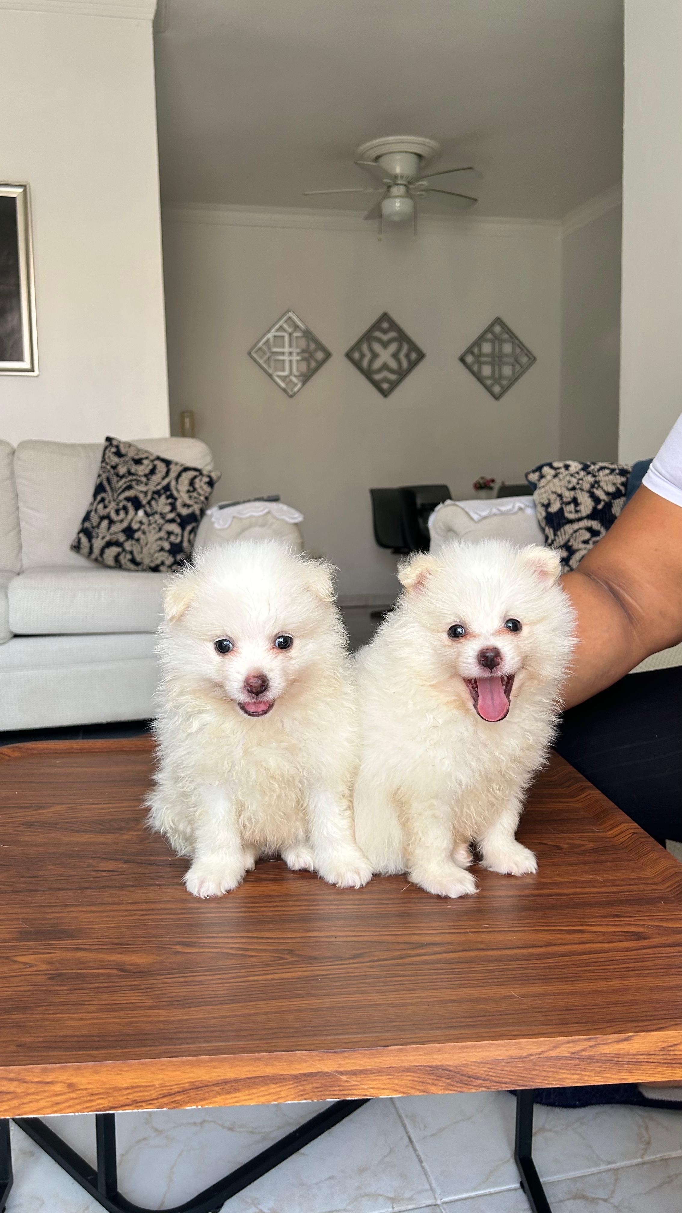 animales y mascotas - Pomerania Spitz 