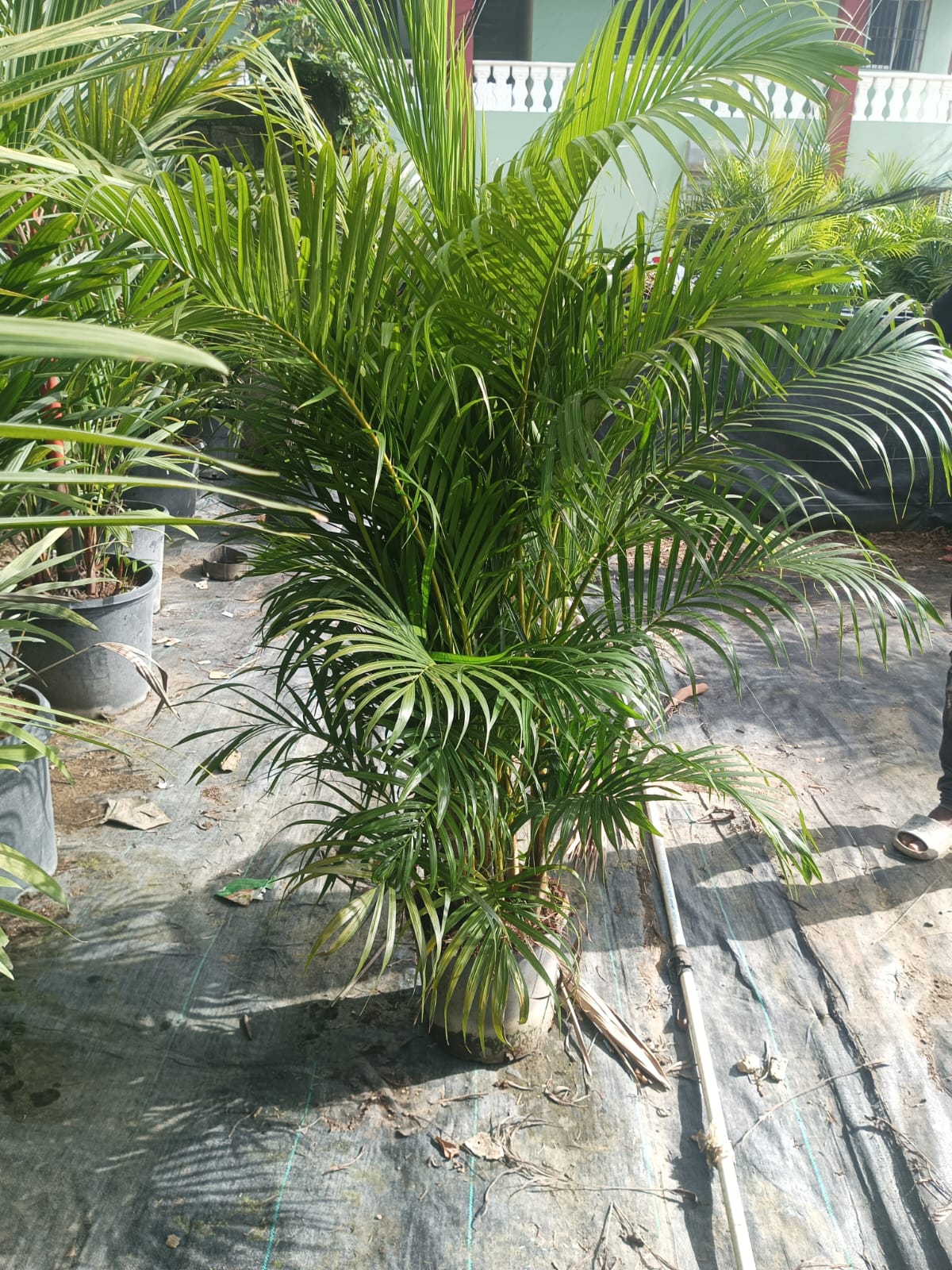 servicios profesionales - Alquiler de Plantas para Eventos 2