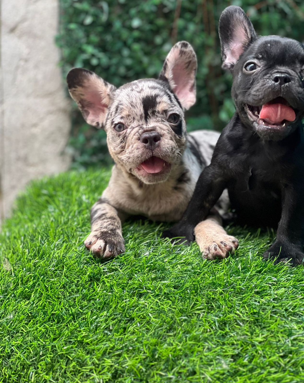 animales y mascotas - OFERTA CACHORRO BULLDOG FRANCES MACHO EN SANTO DOM